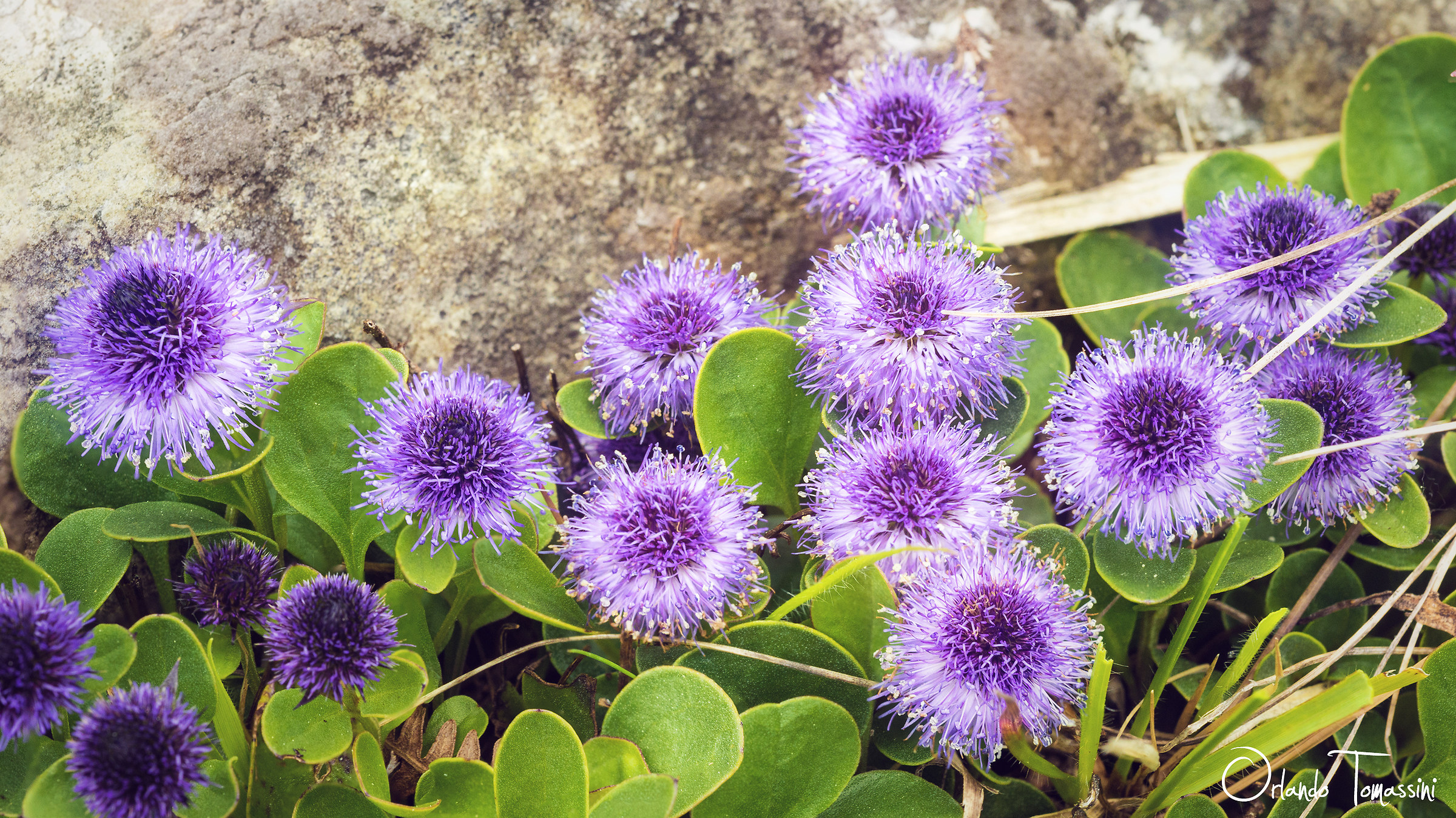Globularia incanescens