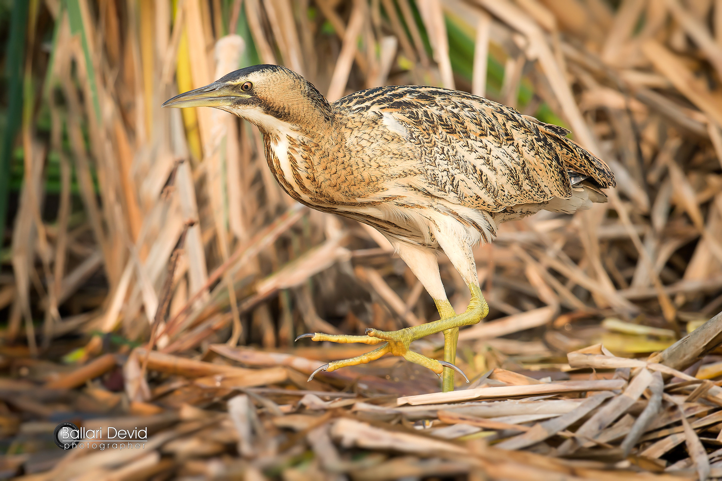 bittern