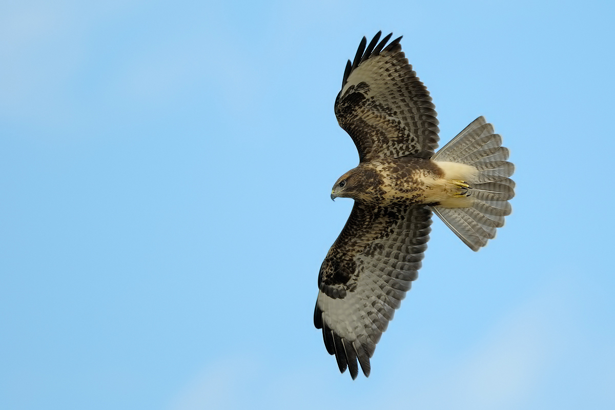 Poiana (Buteo buteo)