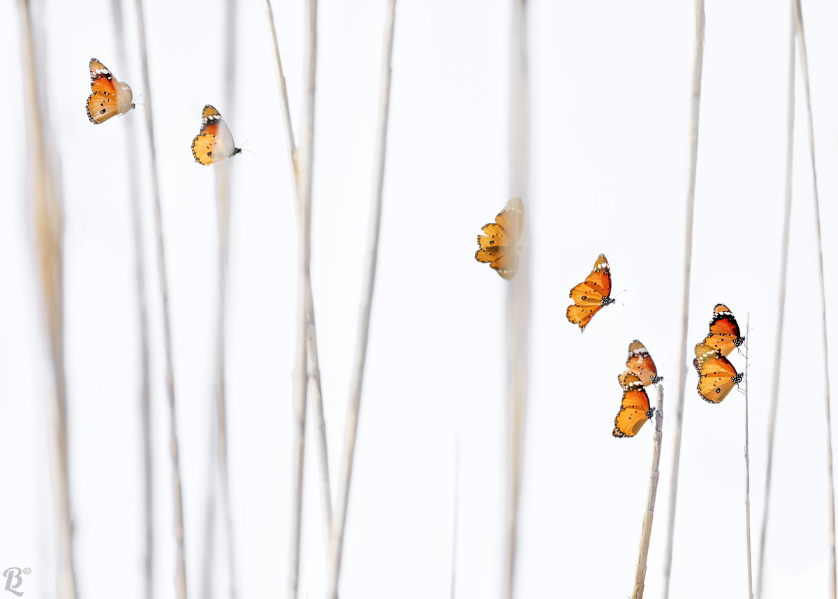 Danaus chrysippus( Farfalla Monarca africana)