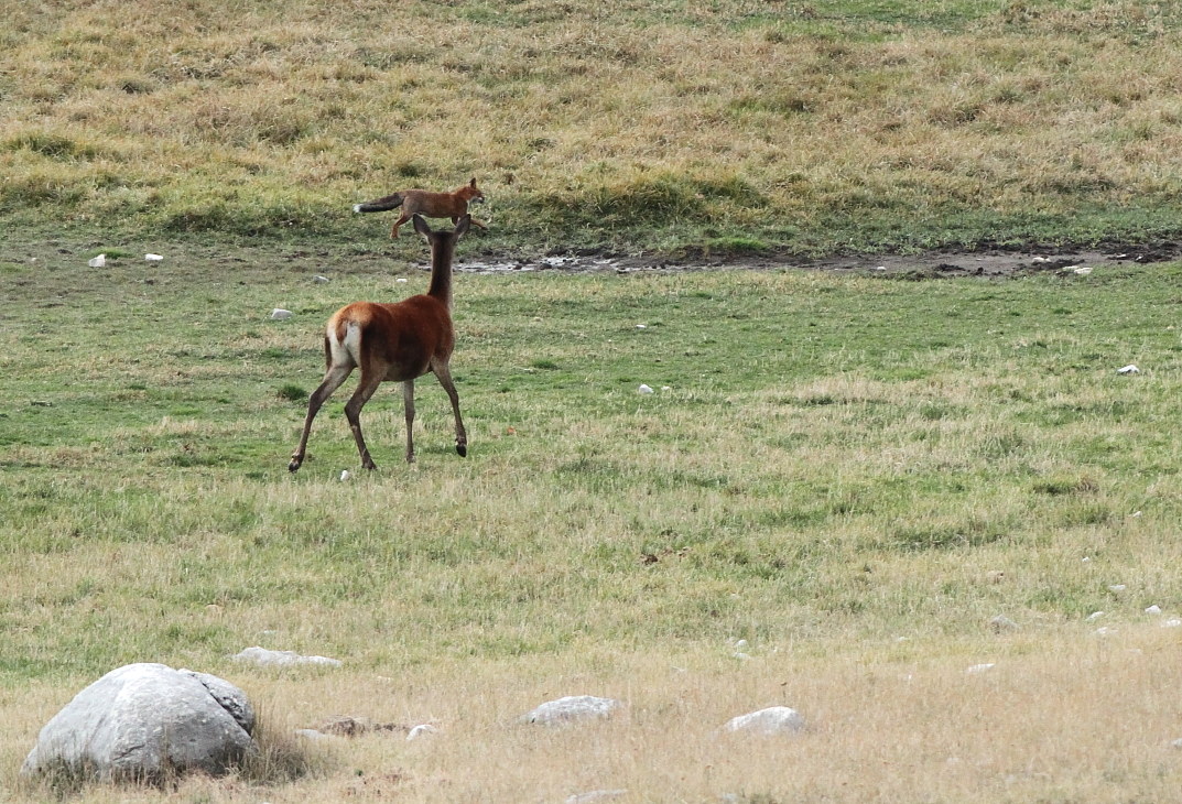 Cervo femmina con nvolpe in testa....