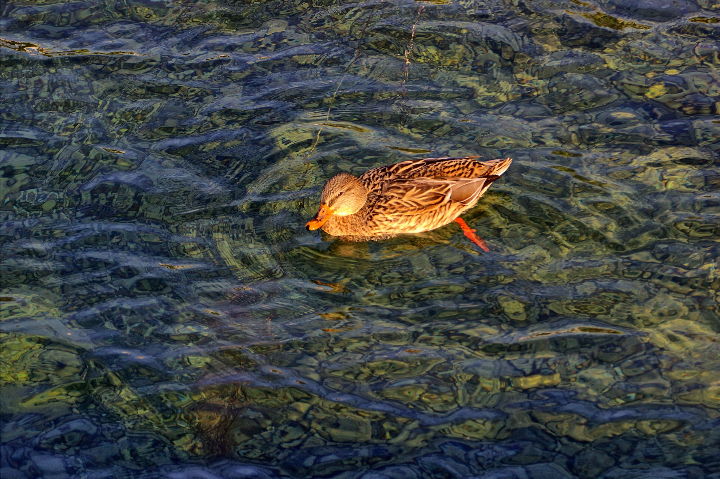 Look how beautiful I am