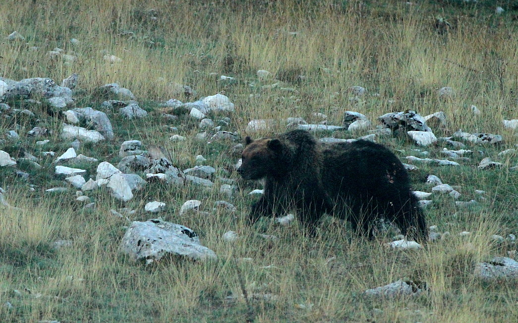 brown bear marching in the dark ......