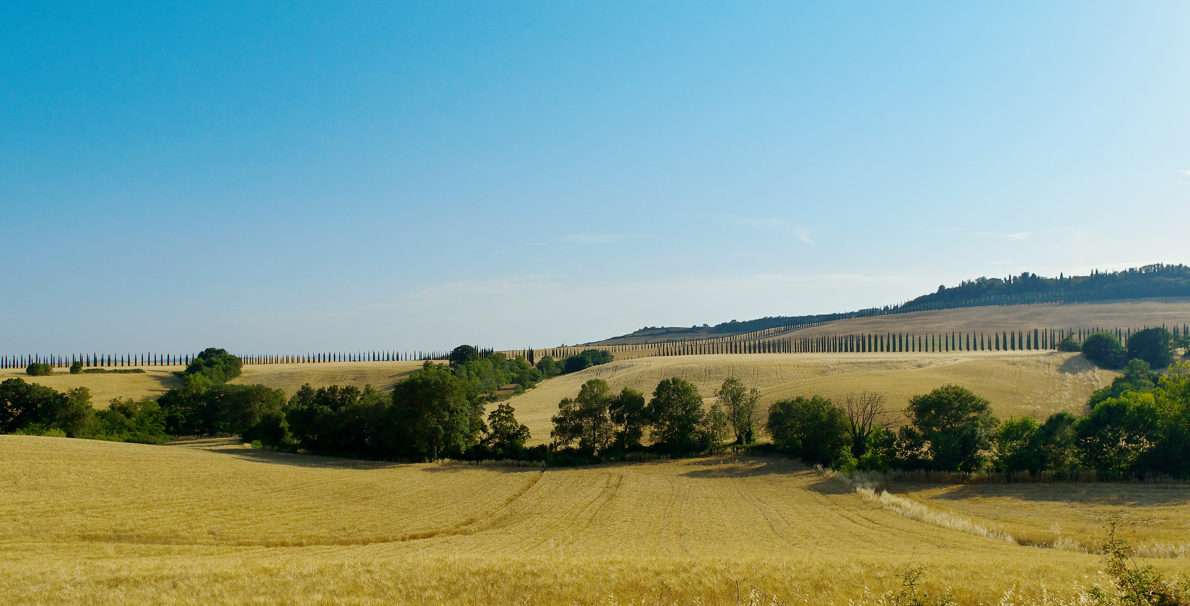 Maremma how many cypresses
