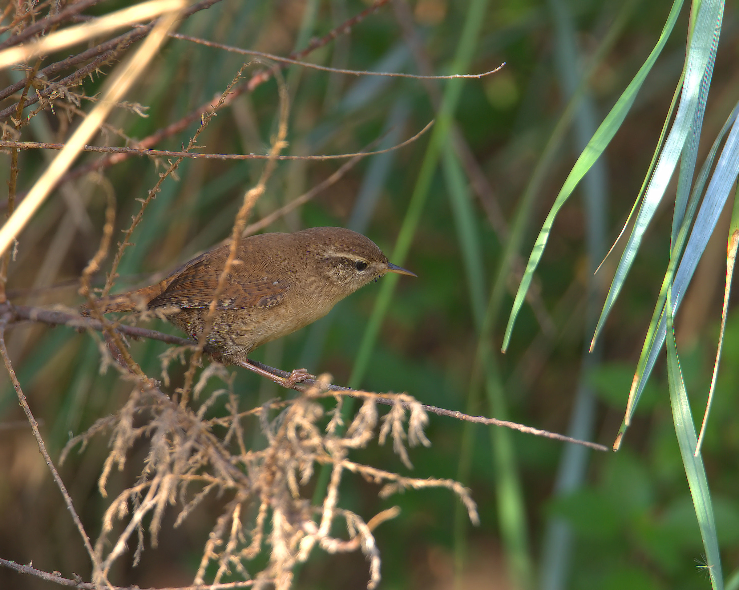 Wren