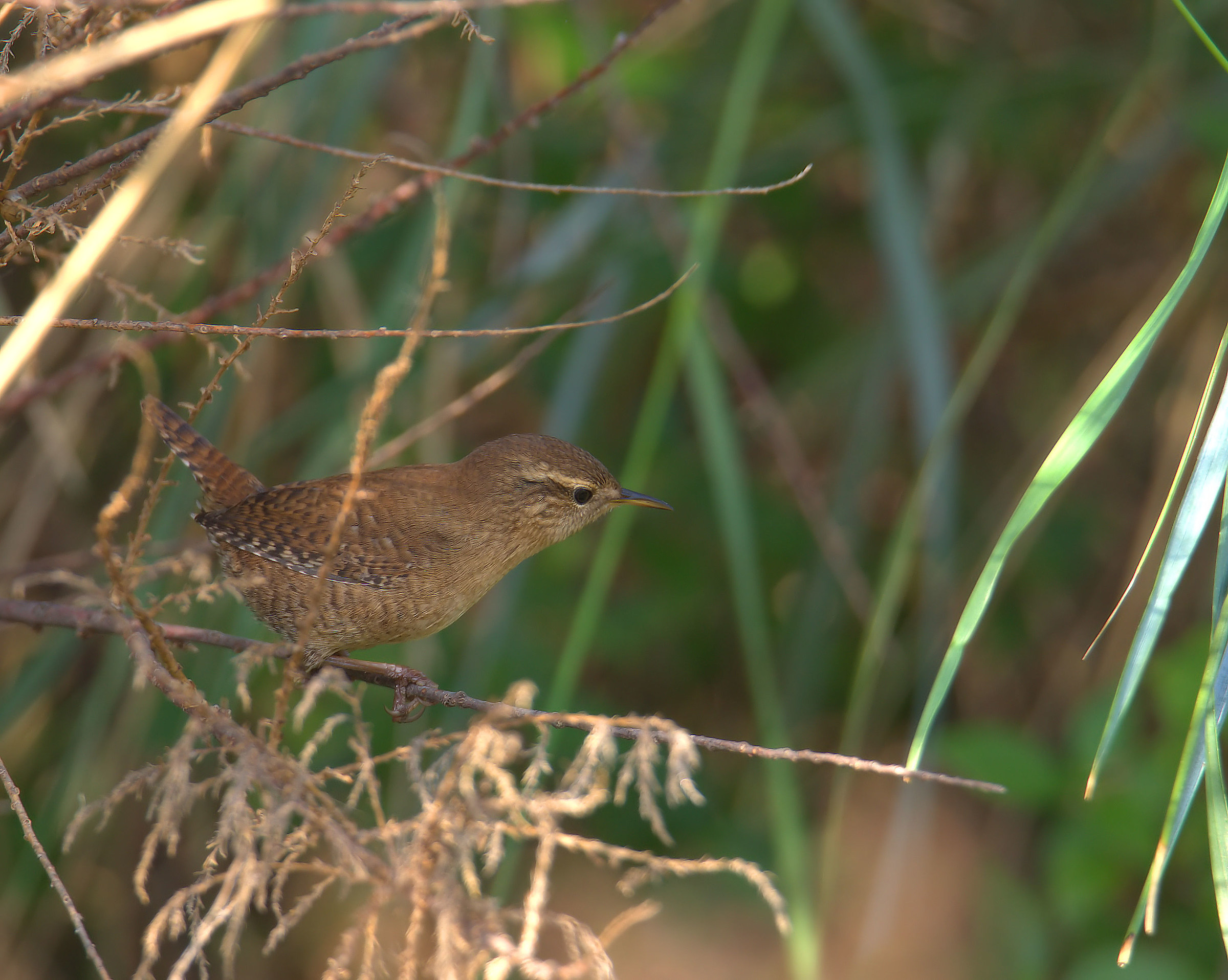 Wren