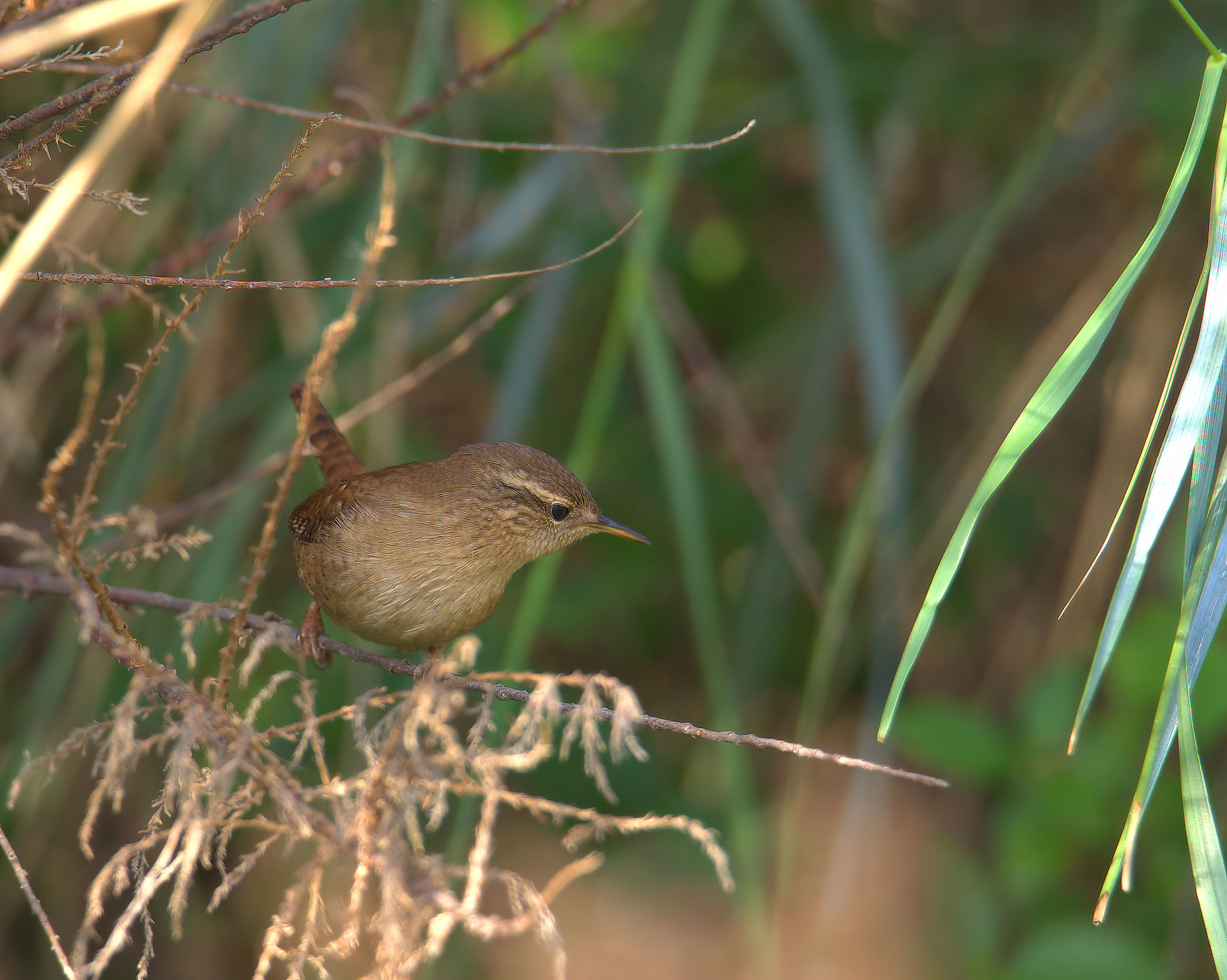 Wren