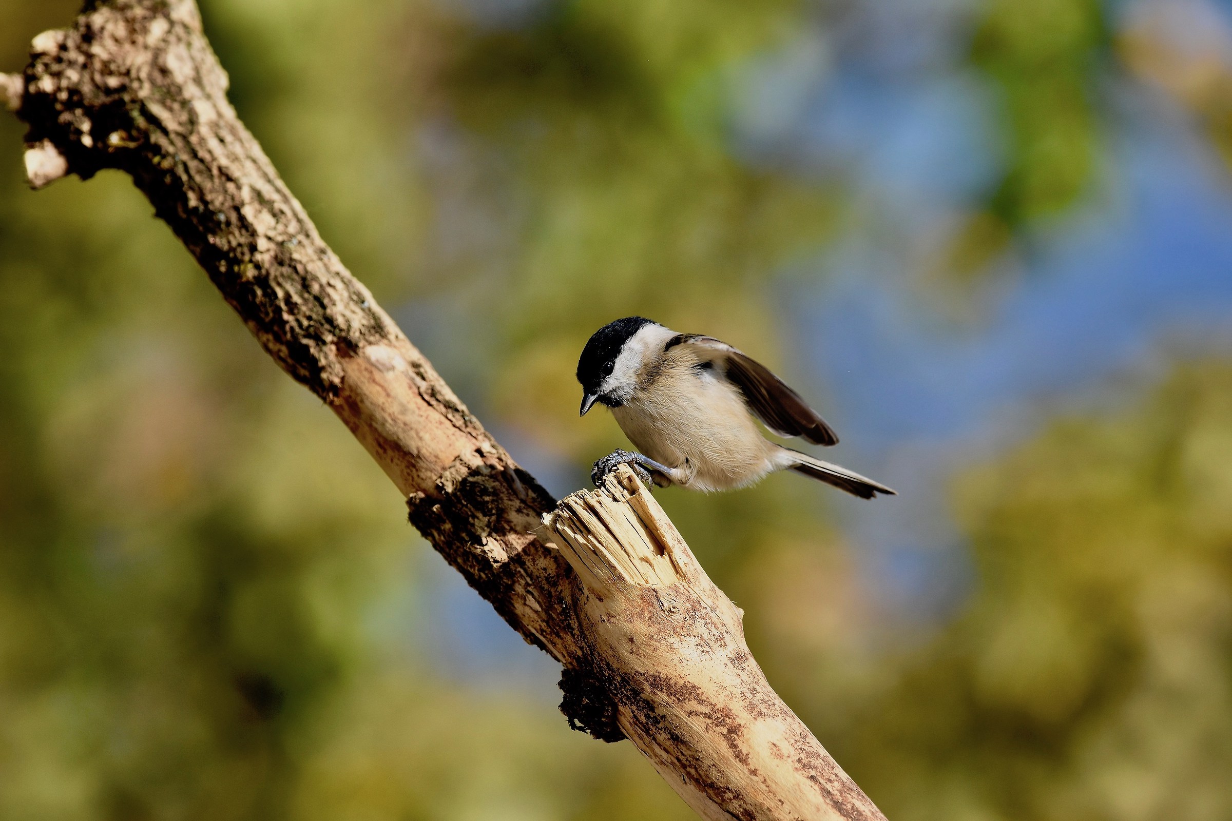 Marsh Tit - October 2017