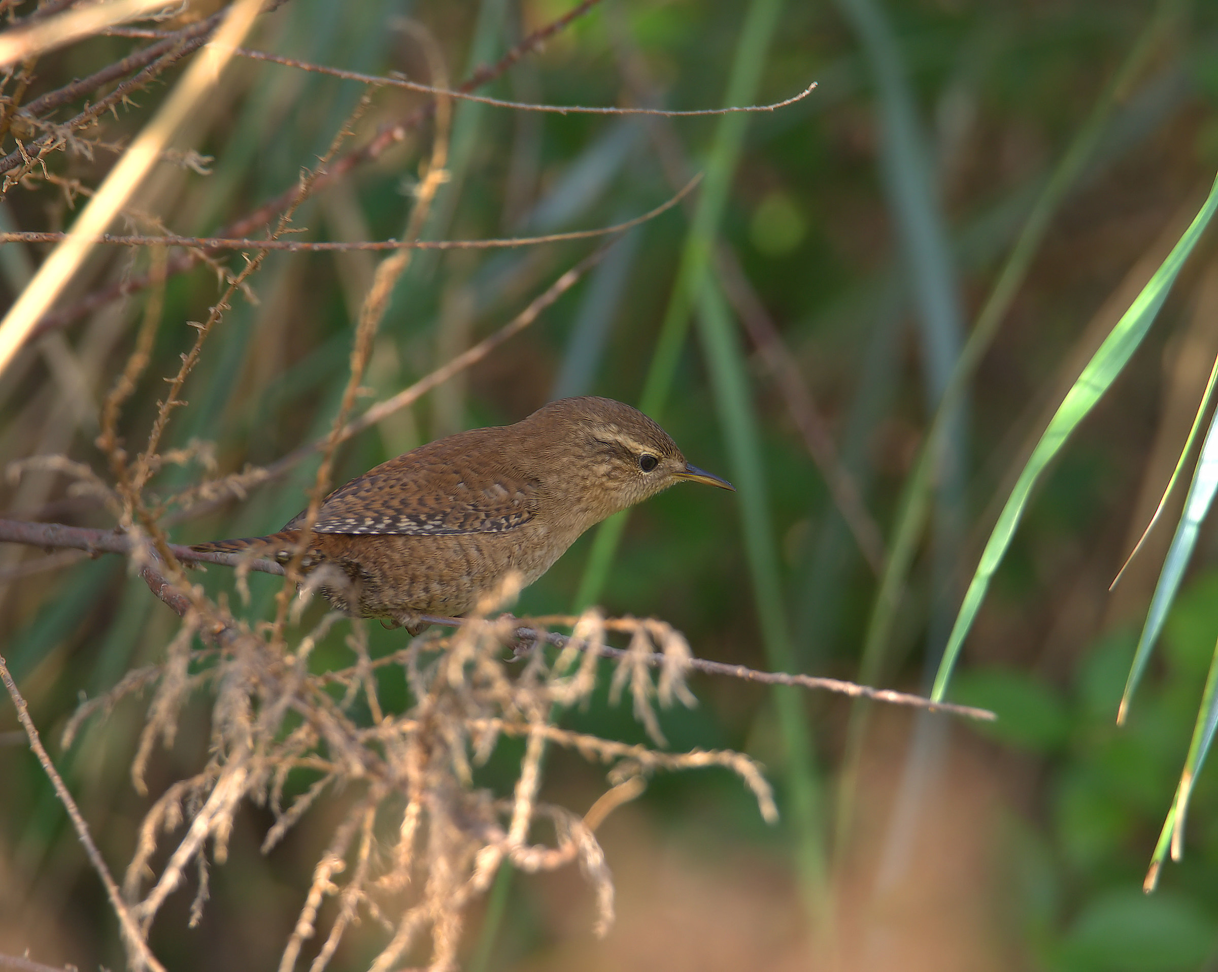 Wren