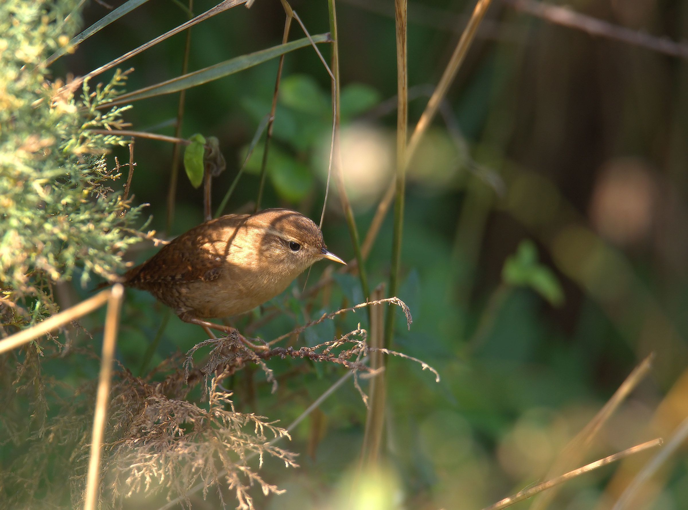 Wren