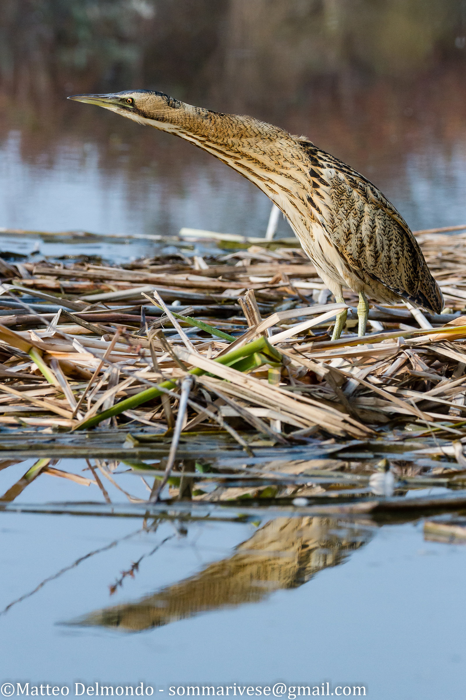 Bittern