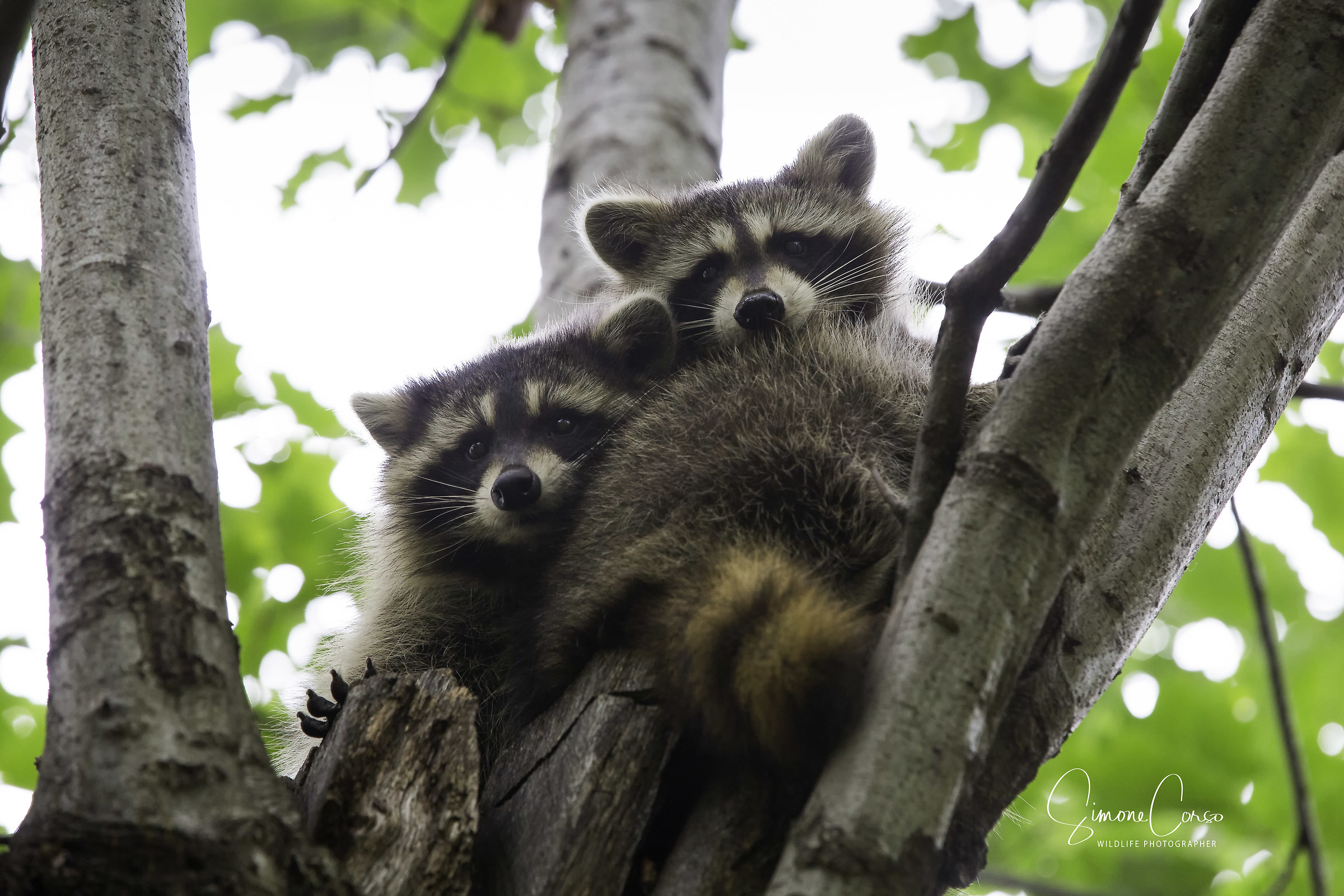 Famiglia di Procioni