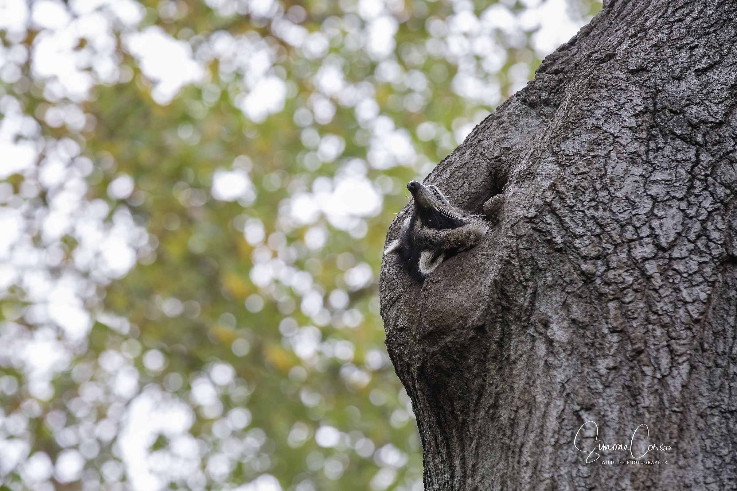 Procione in ammirazione del cielo