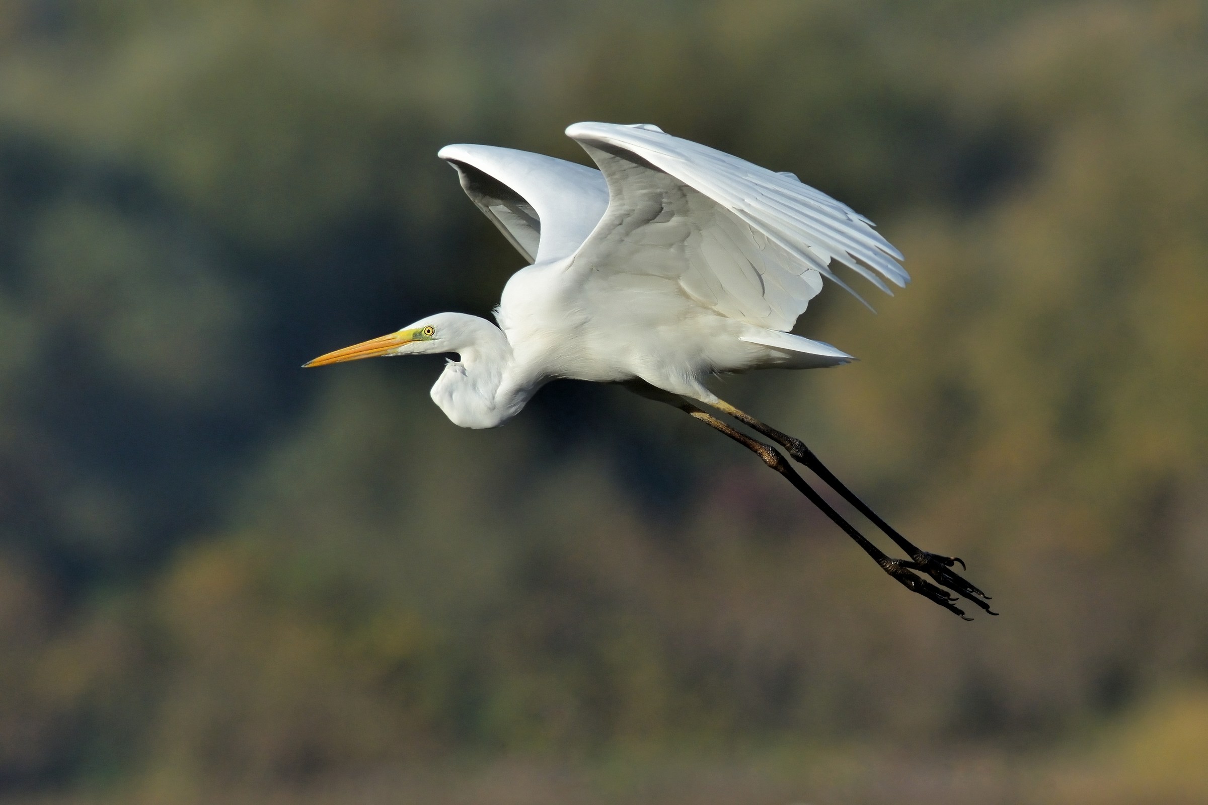 Greater white heron