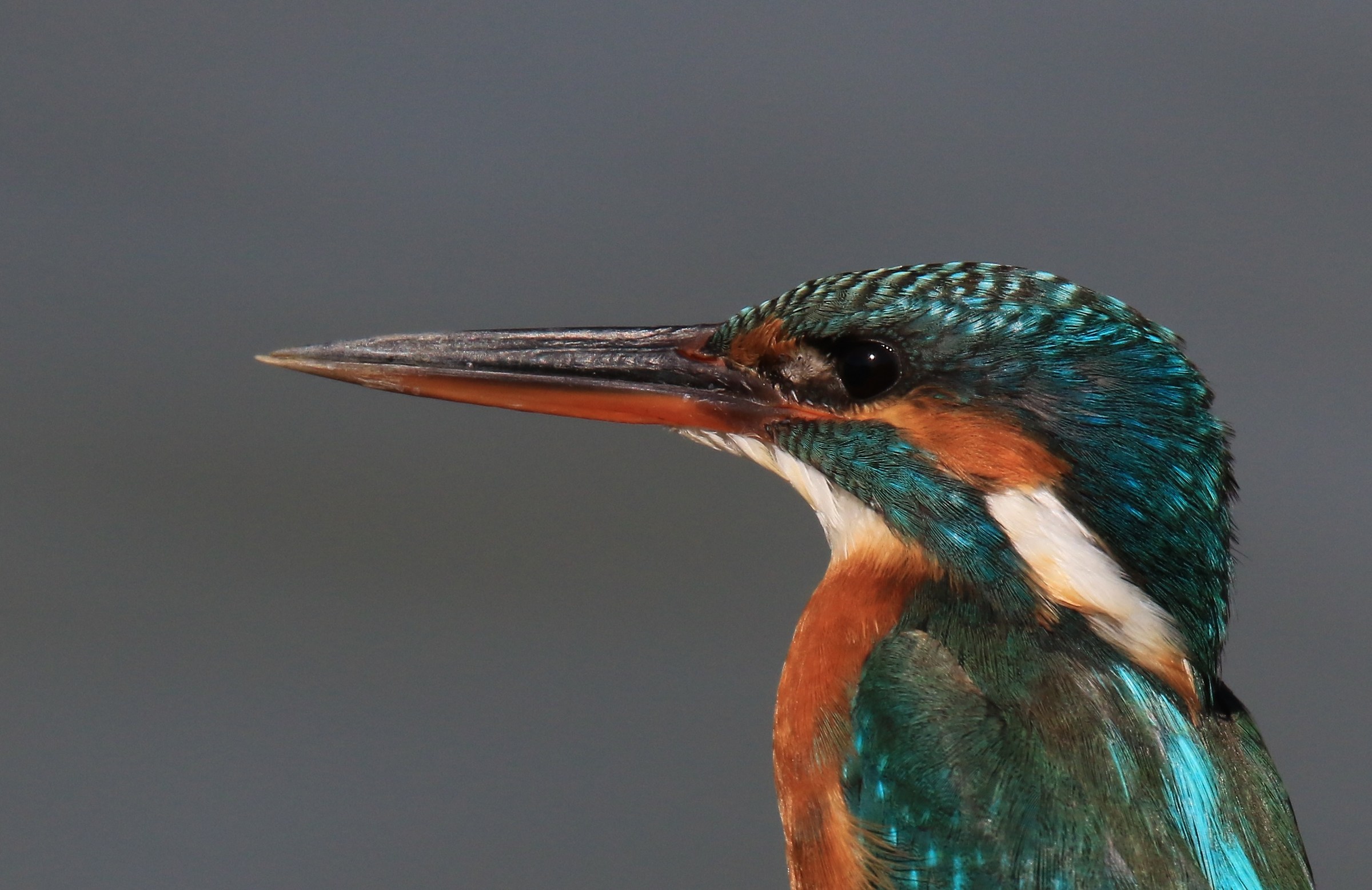 martina first shot sigma 150 600 s