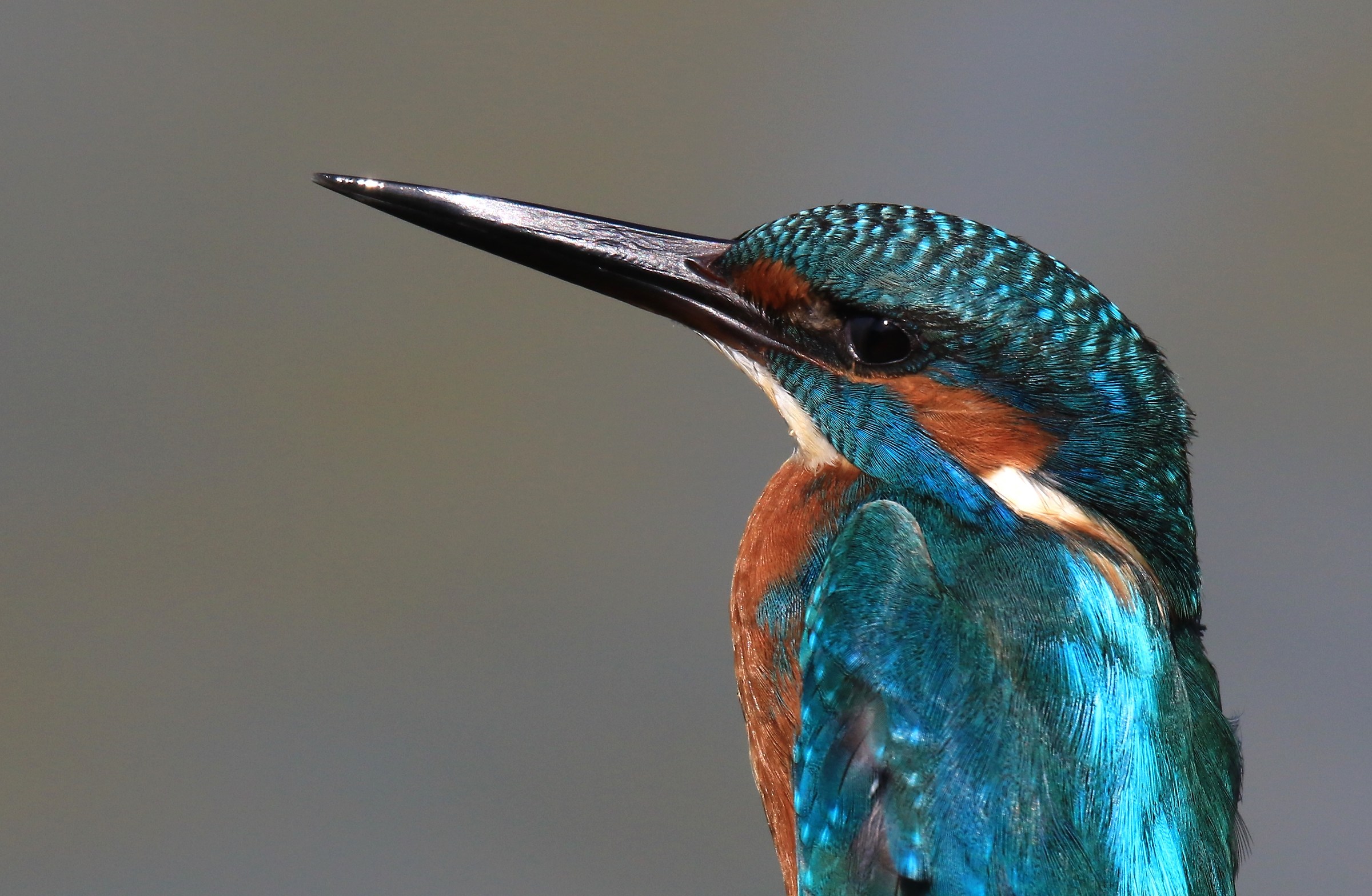 martino sigma 150 600 s