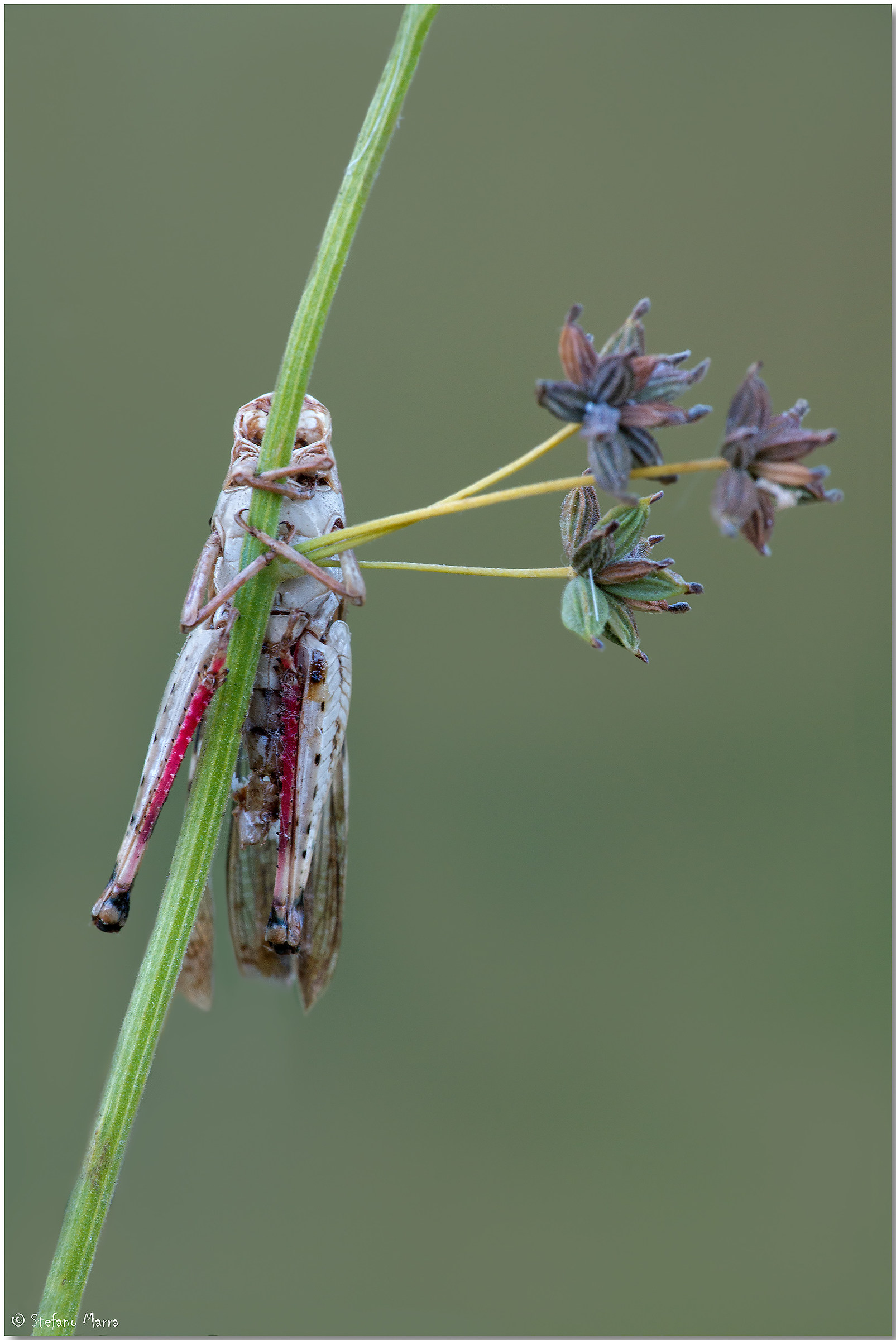 Il cavaliere senza testa