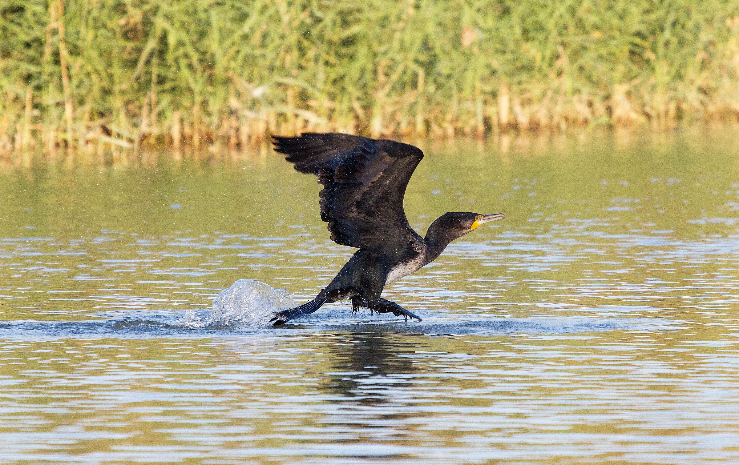 Cormorant
