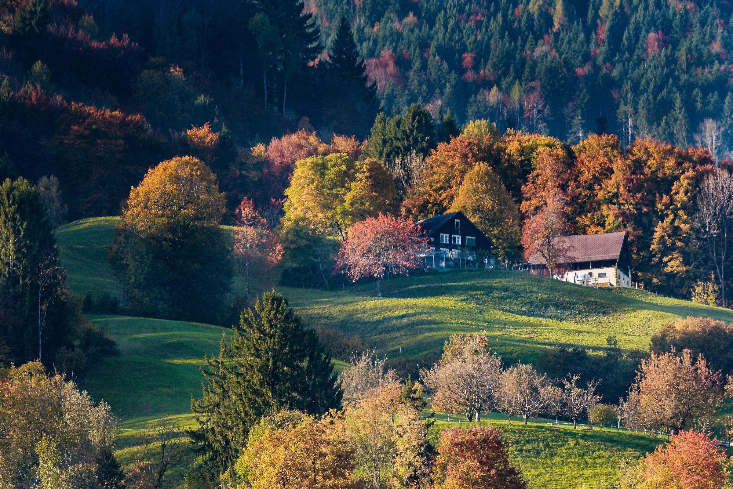 The house in the woods