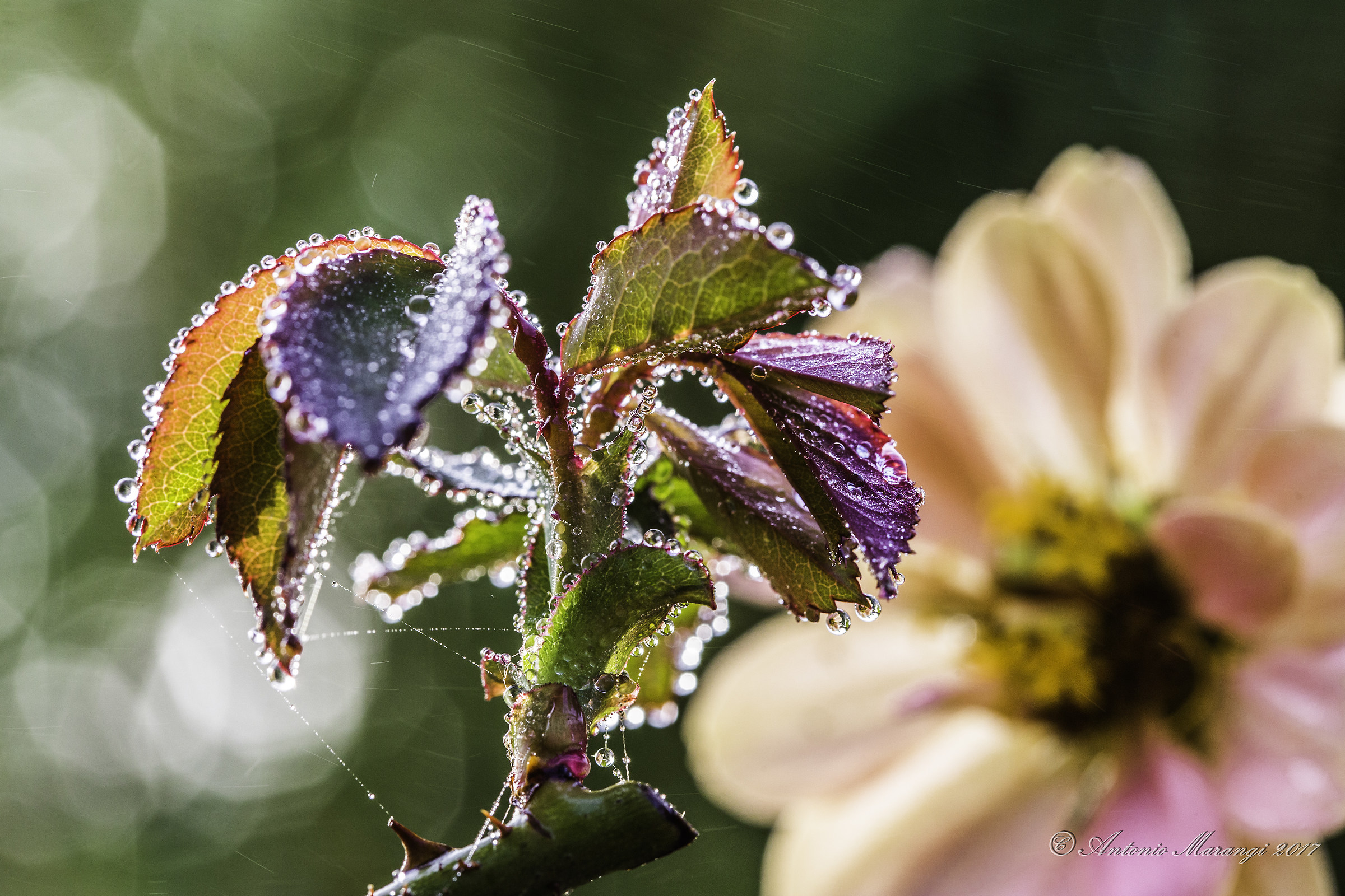 the fog of the morning