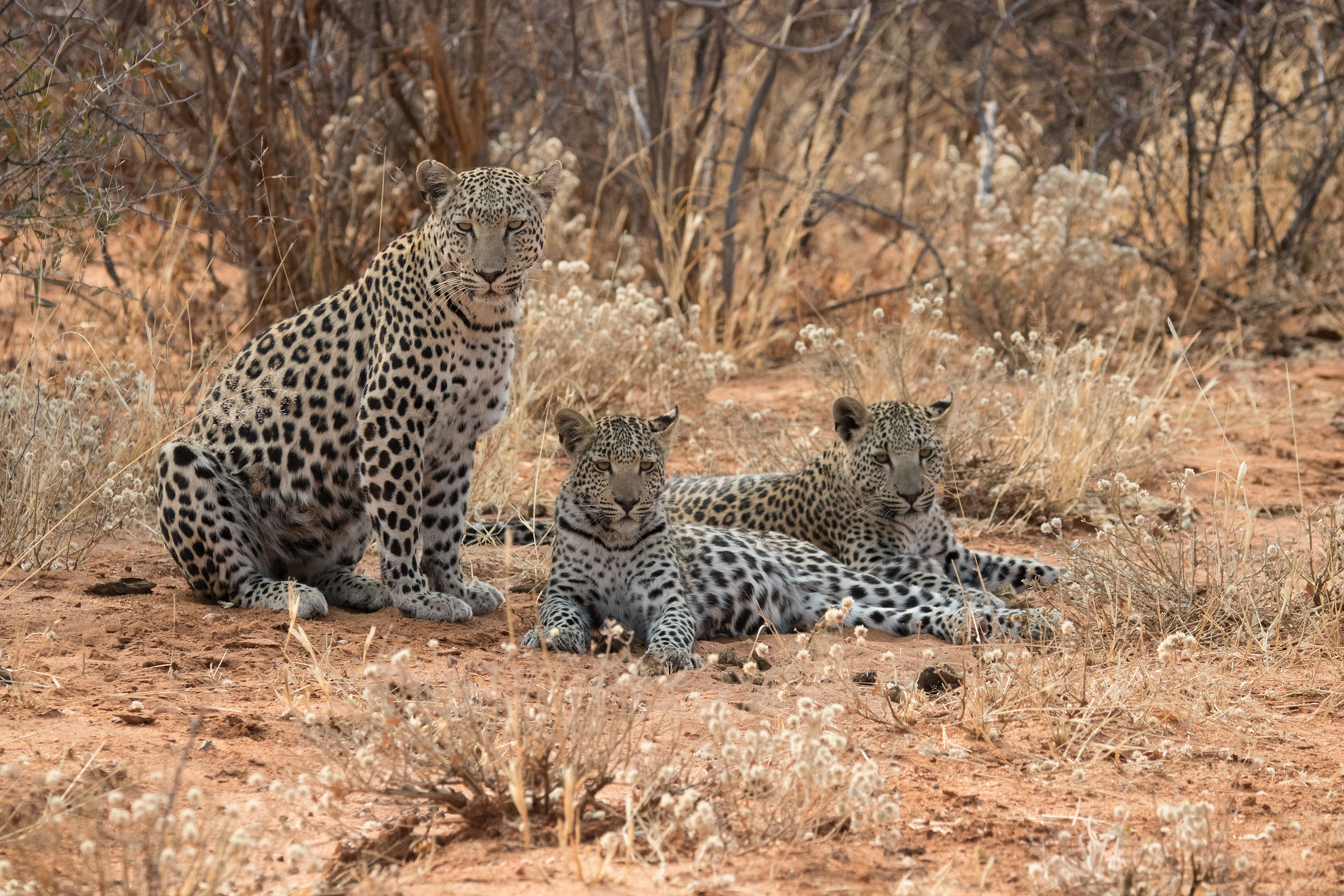 Photo Family Leopards