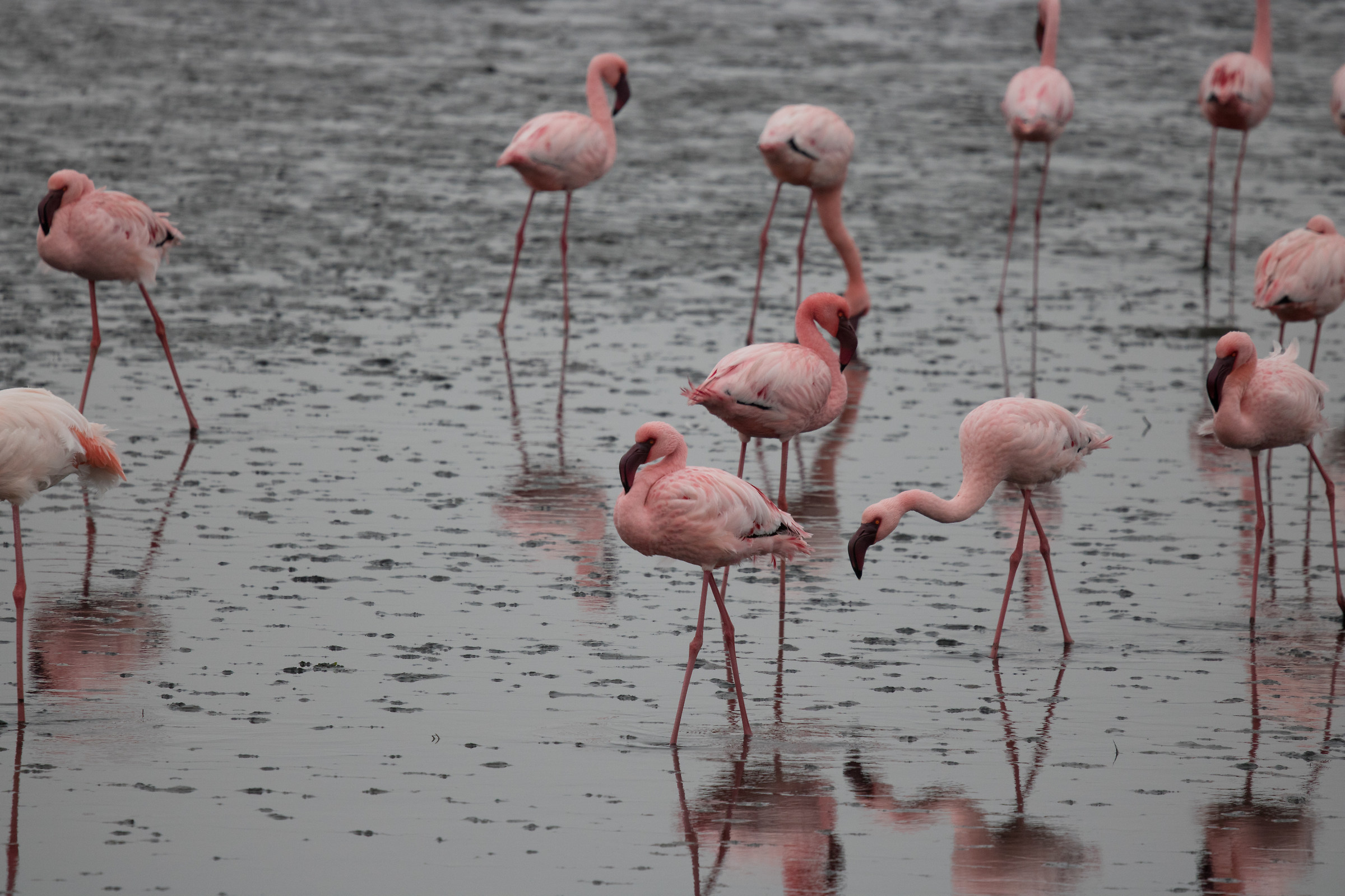 Pink Flamingo