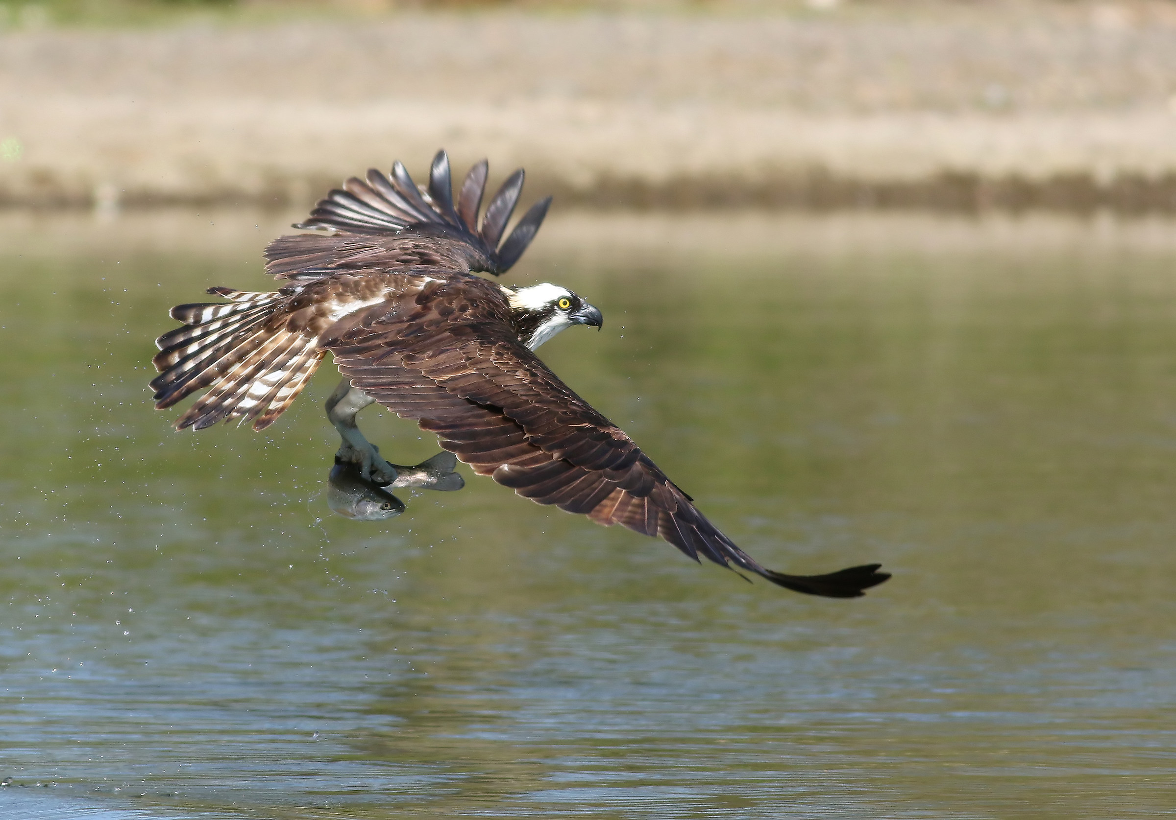 Osprey Successo