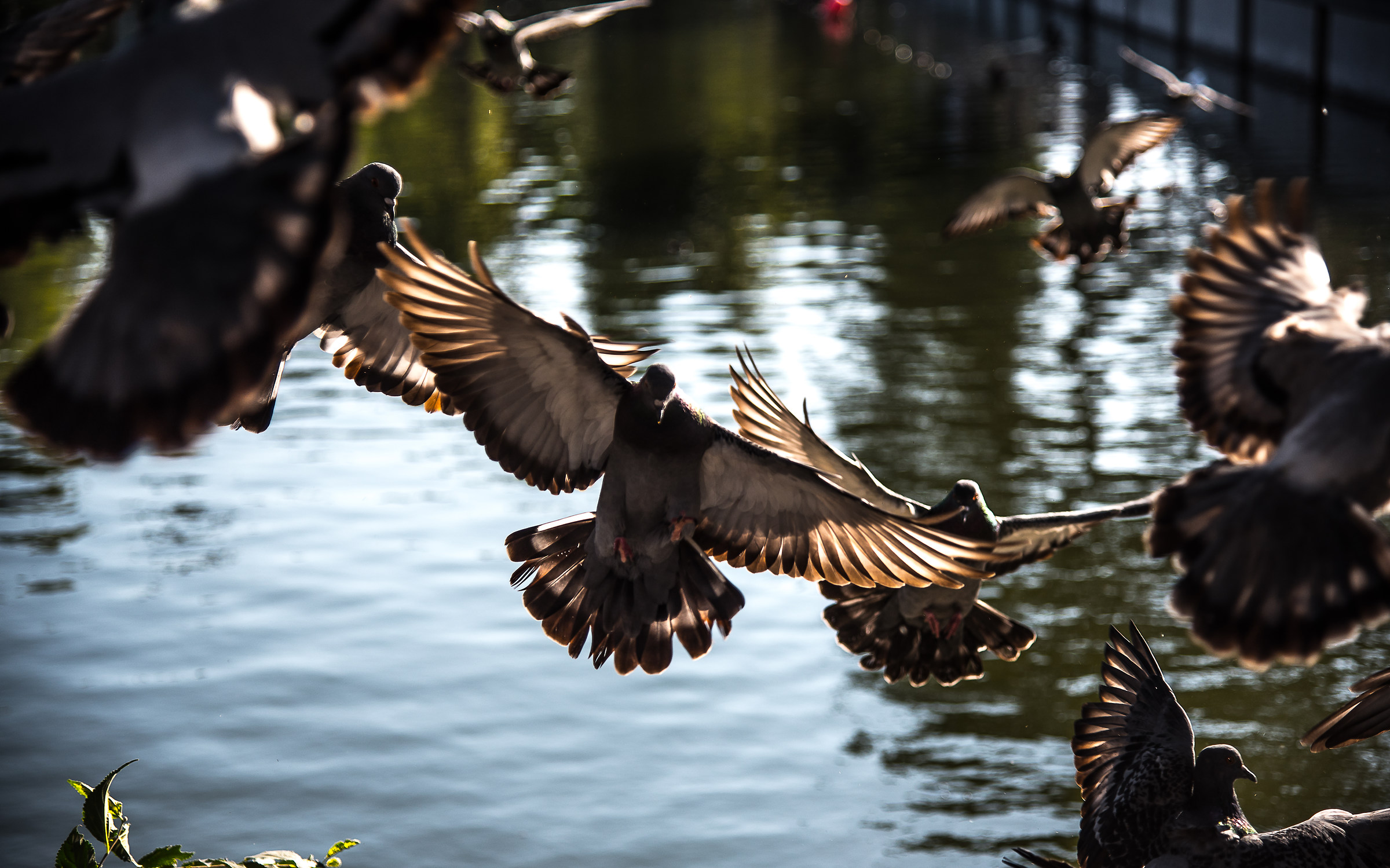 The flight of pigeons