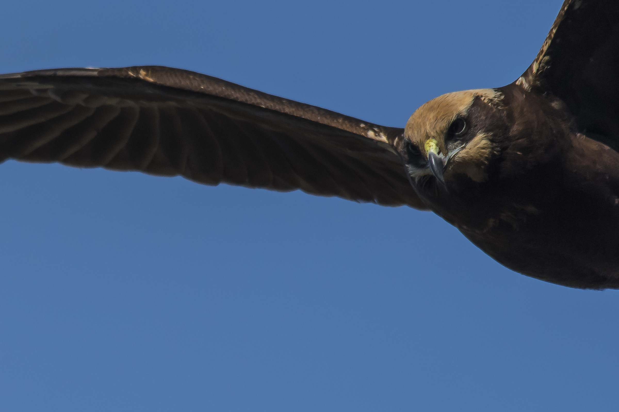 Swamp False suddenly