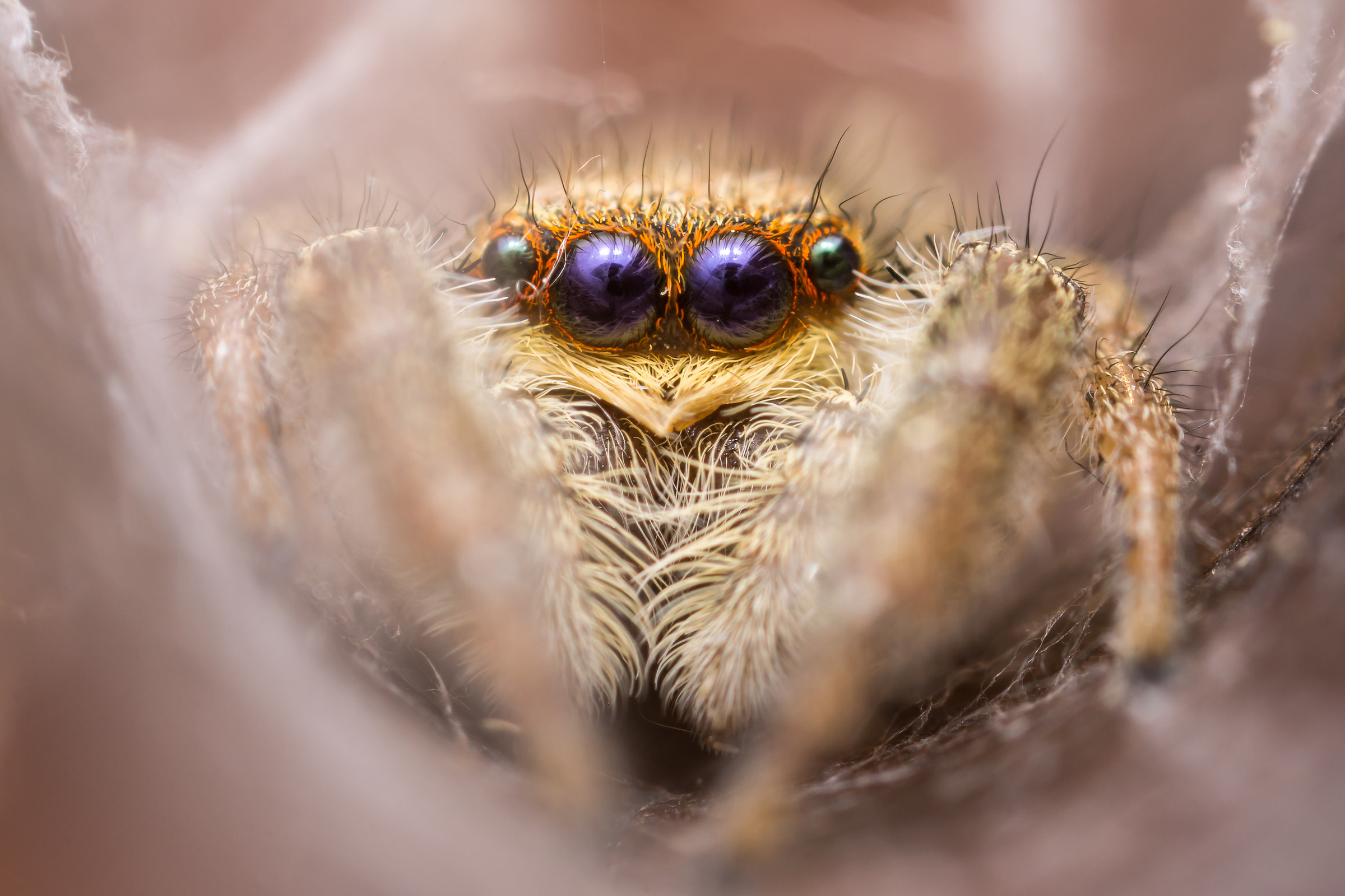 Marpissa radiata femminile nel suo bozzolo