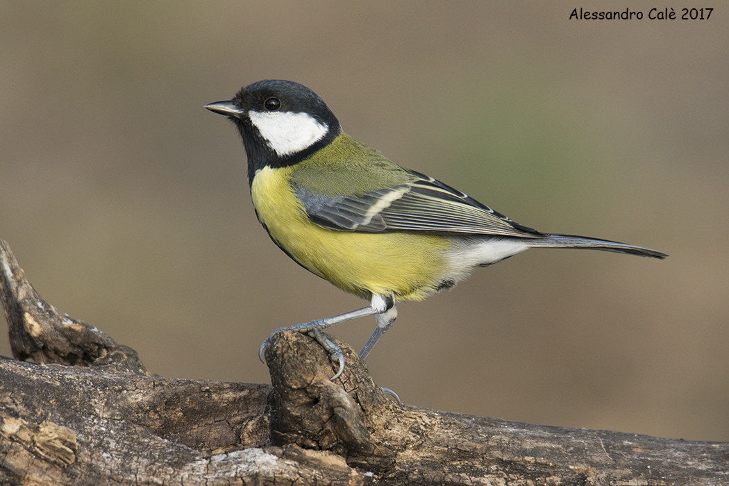Parus major (Cinciallegra) 3419