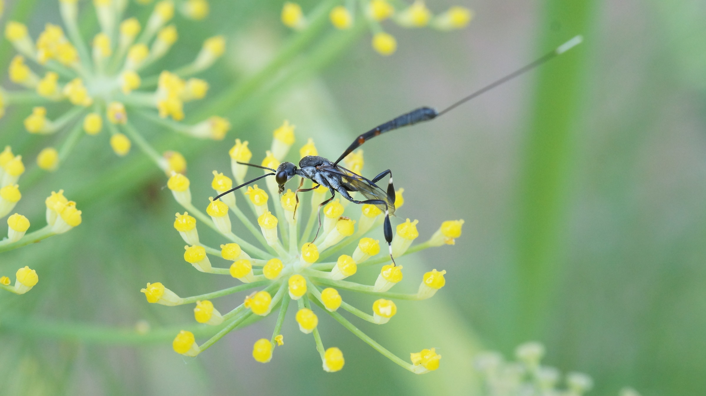 Icneumone on fennel flowers.
