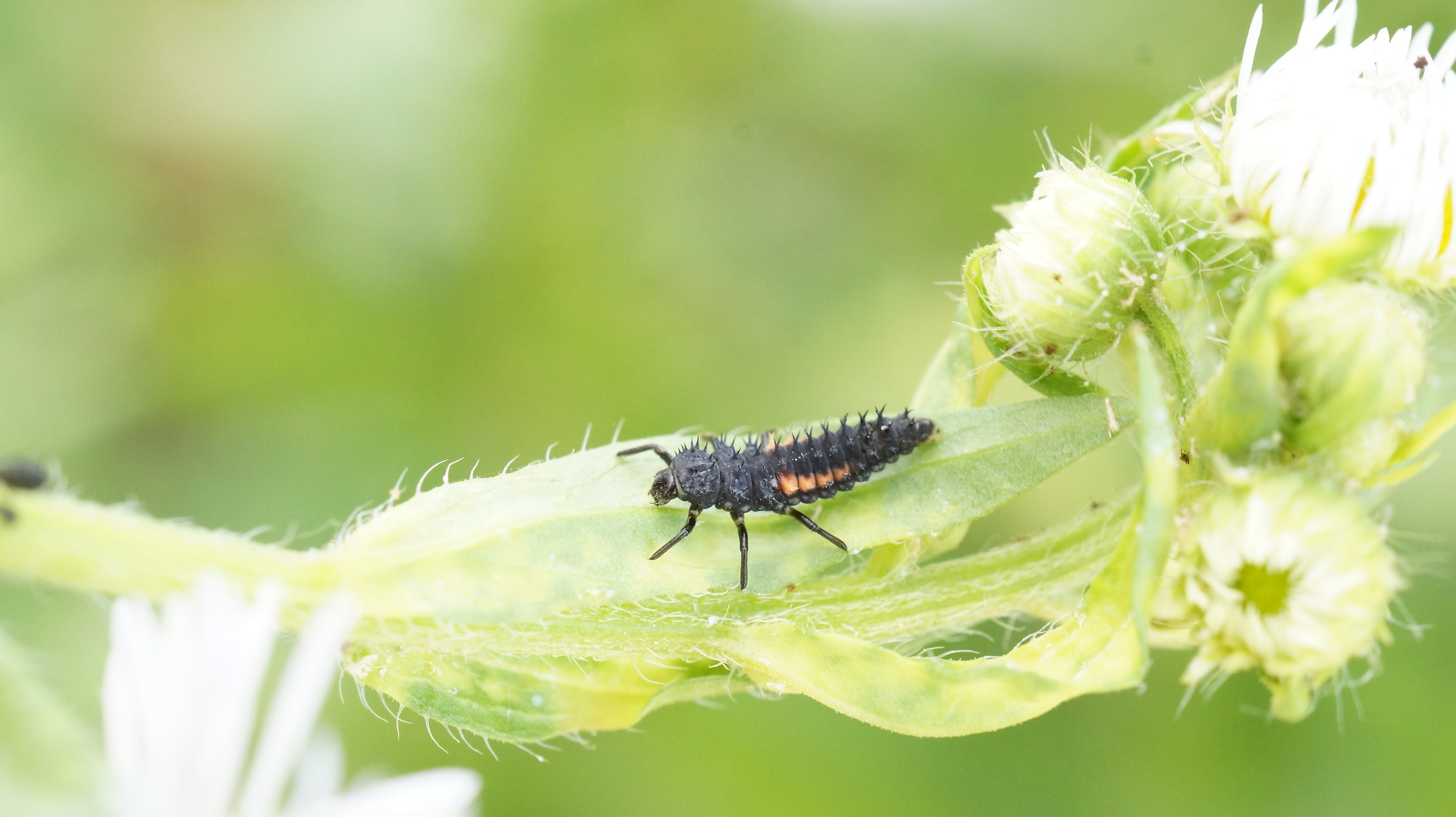 A caccia di afidi: larva di coccinella.