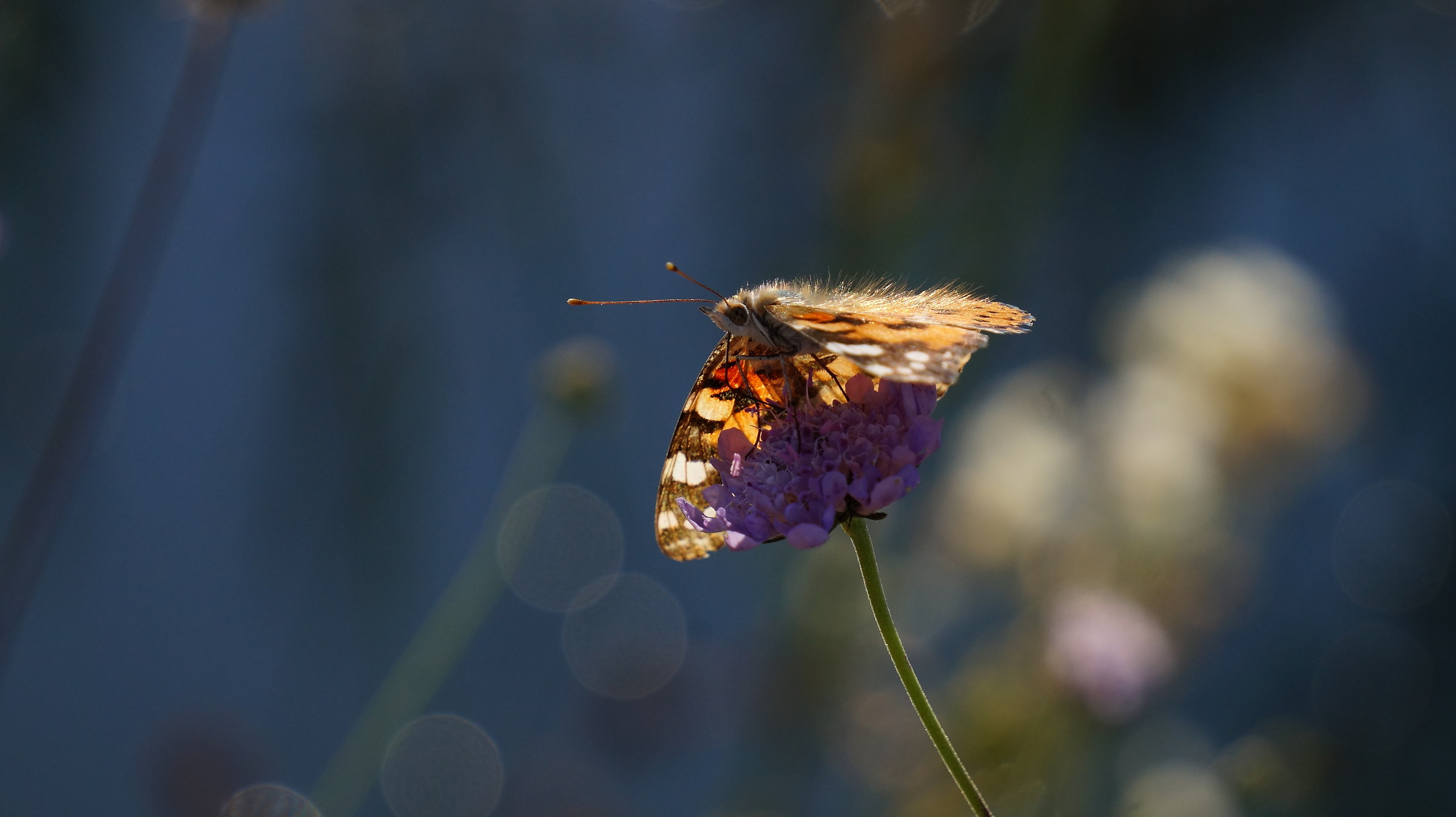 Early morning: routine of a butterfly