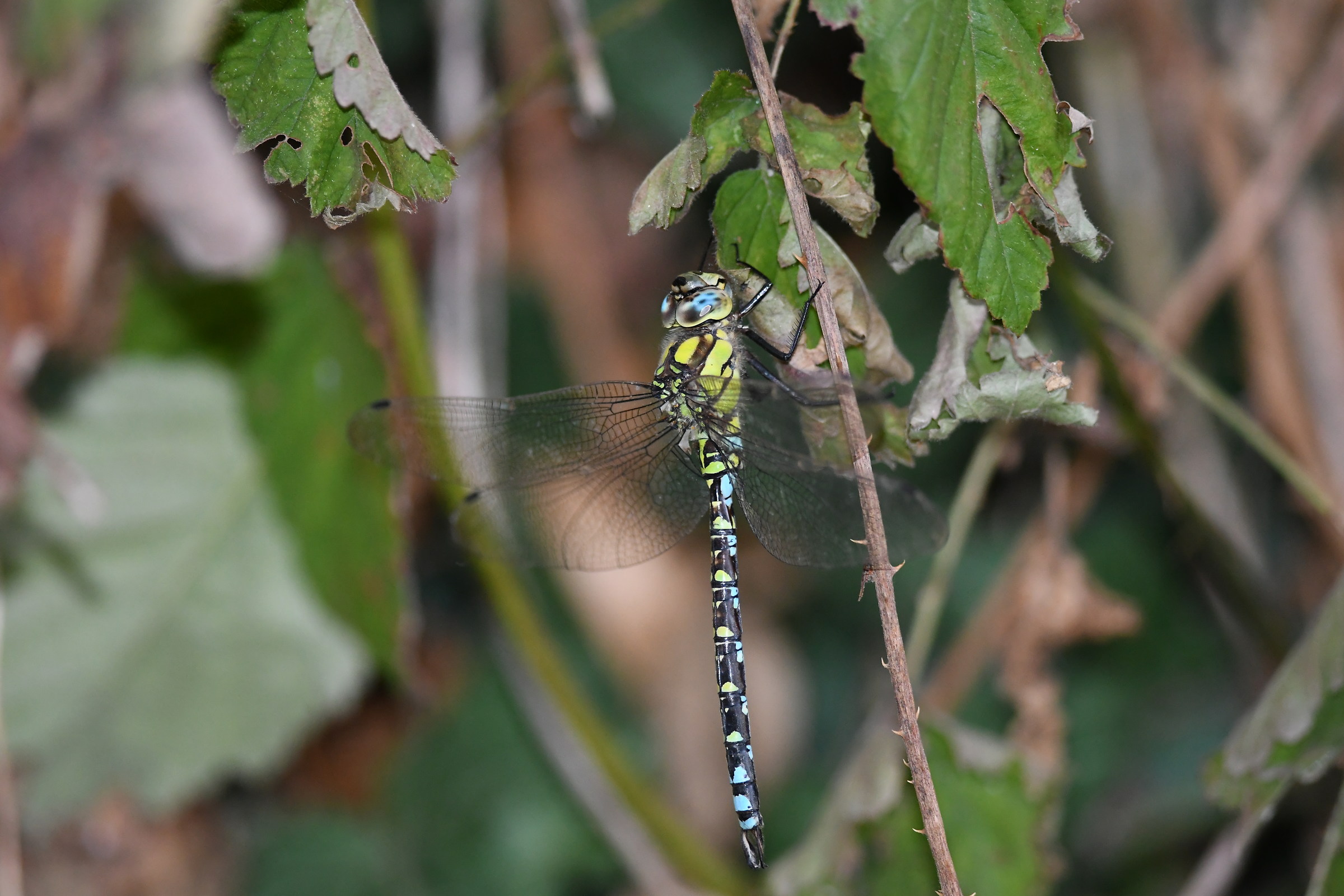 Libellula