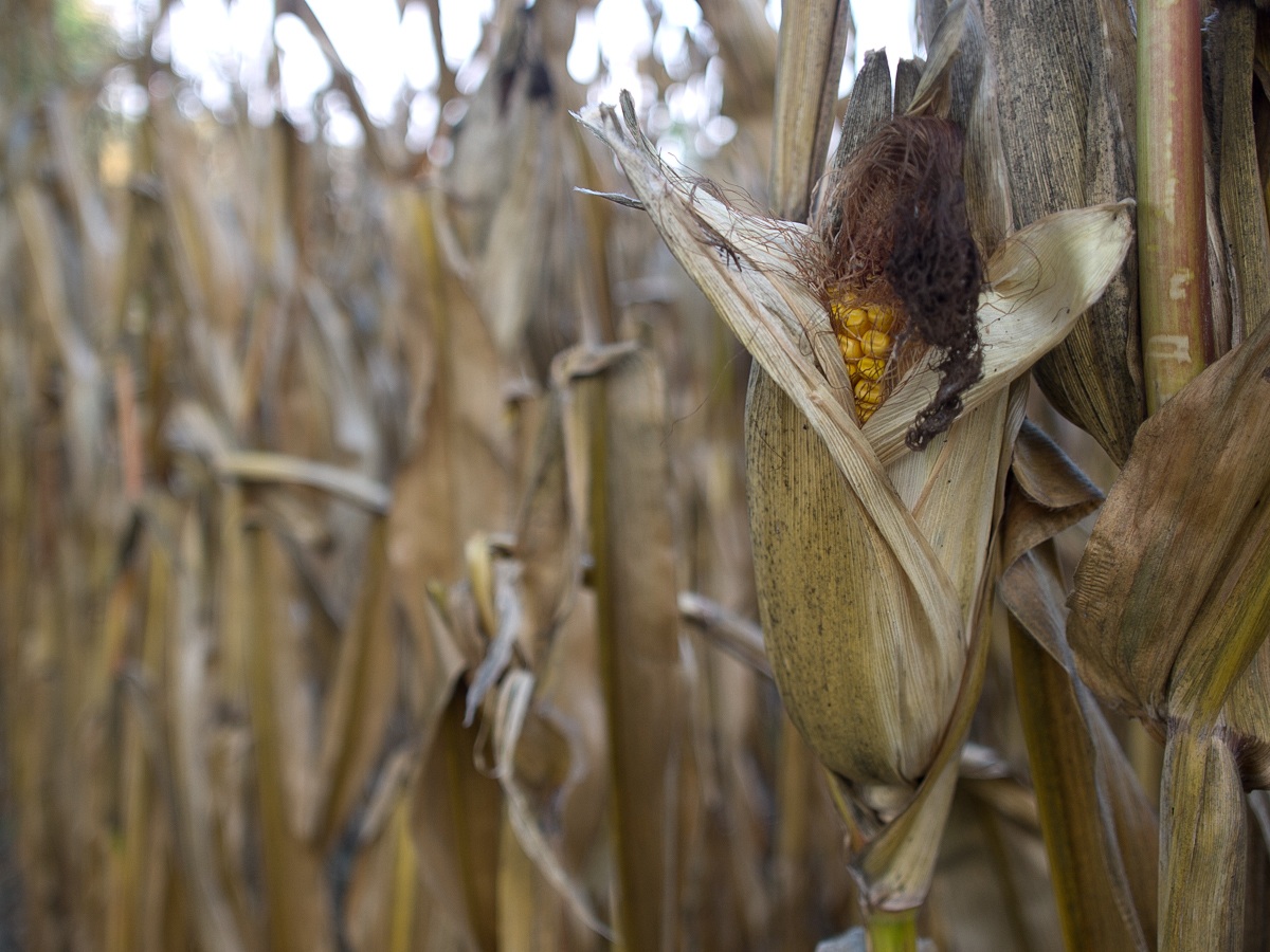 It's time to reap ...