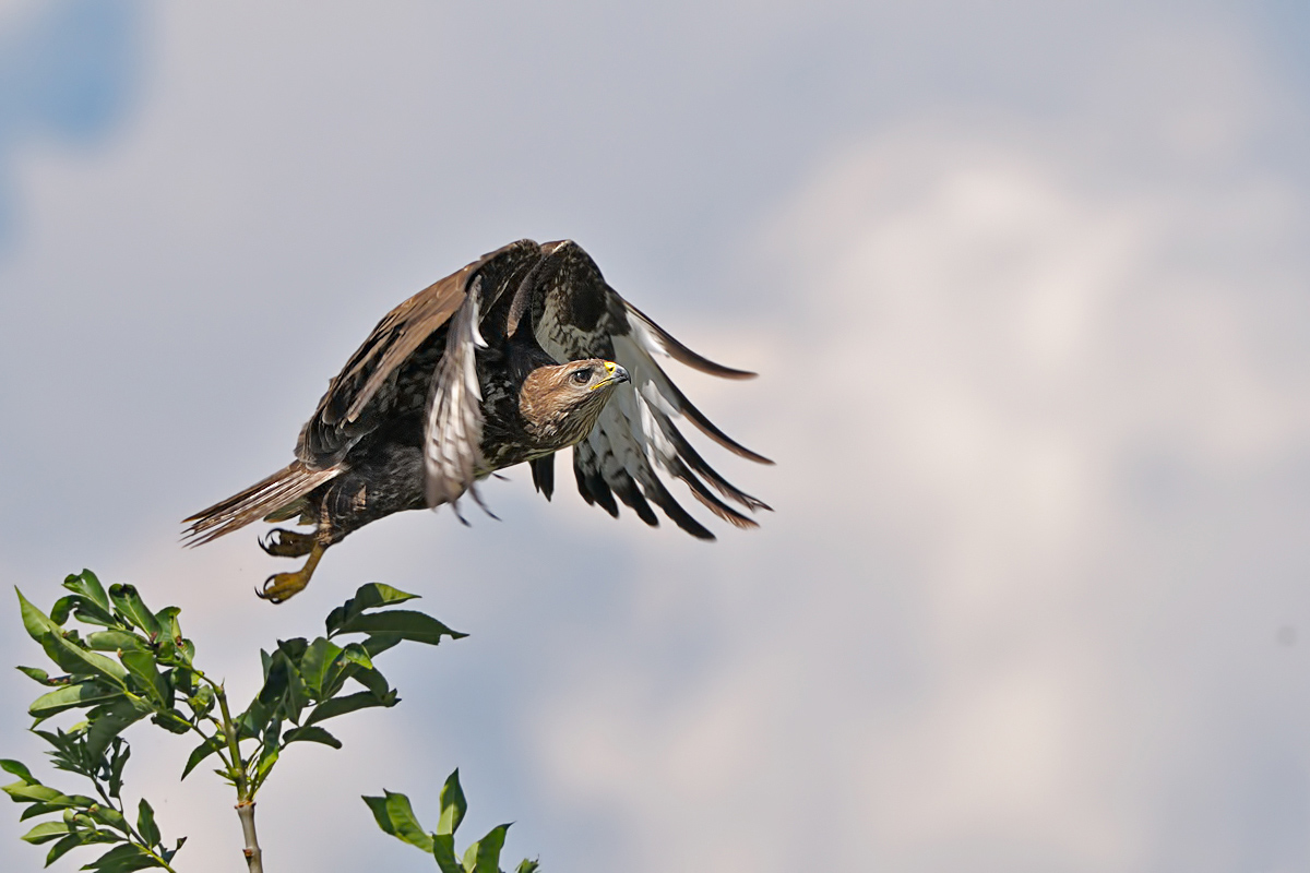 Poiana (Buteo buteo)