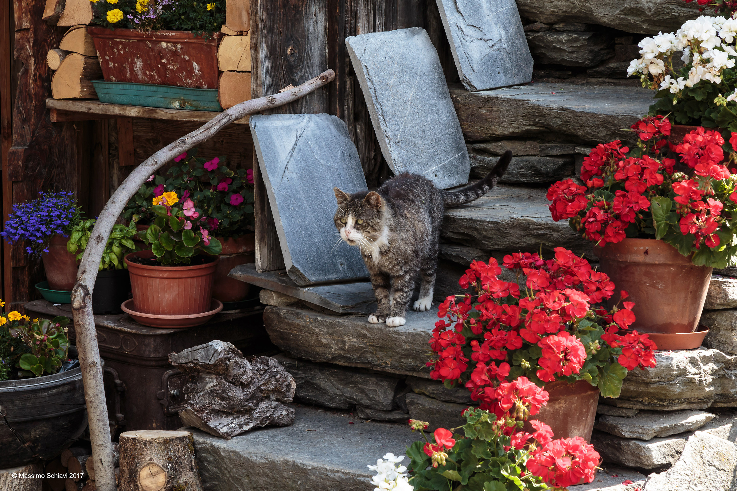 The Cat of Z'Kantmud.