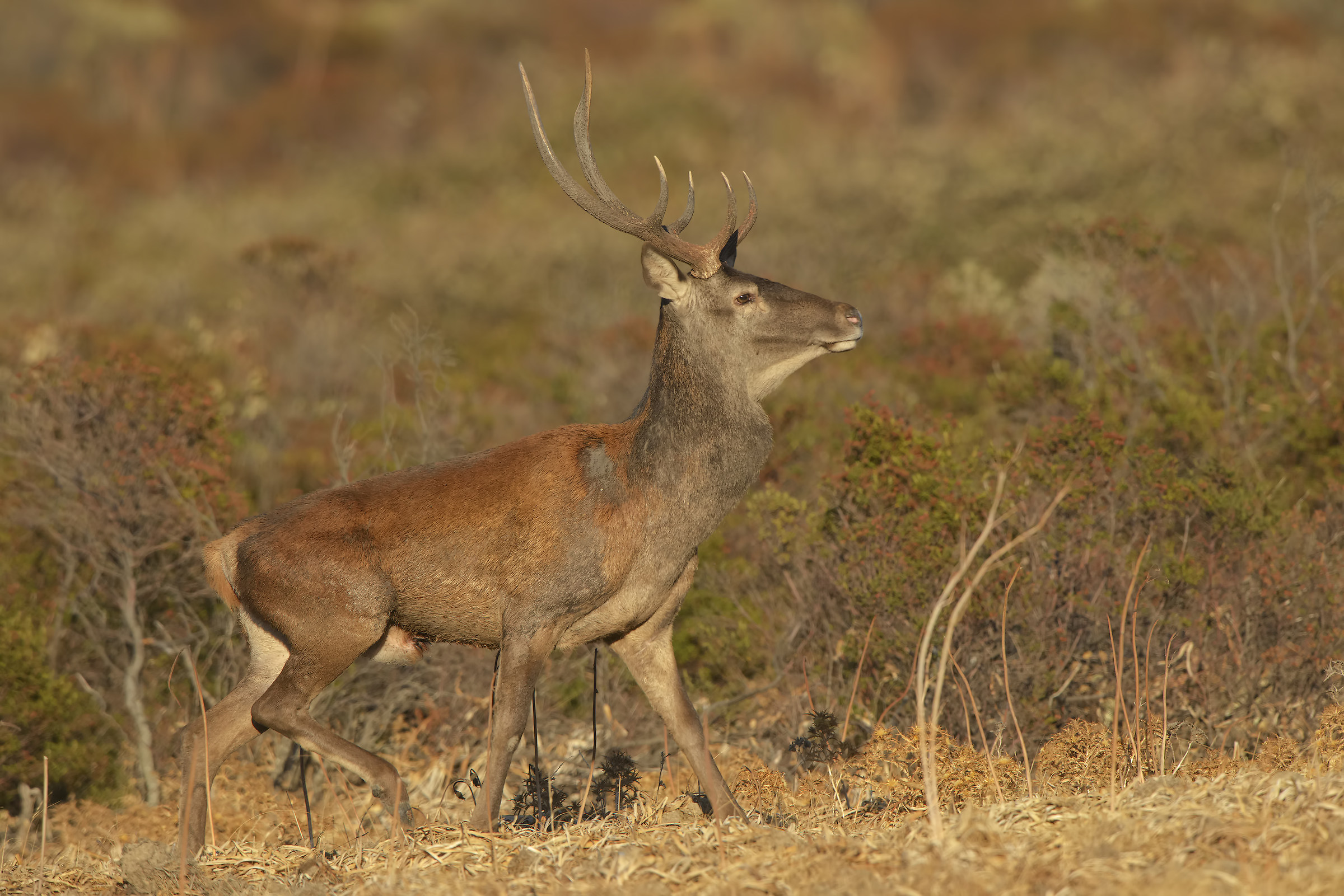 cervi sardi al tramonto