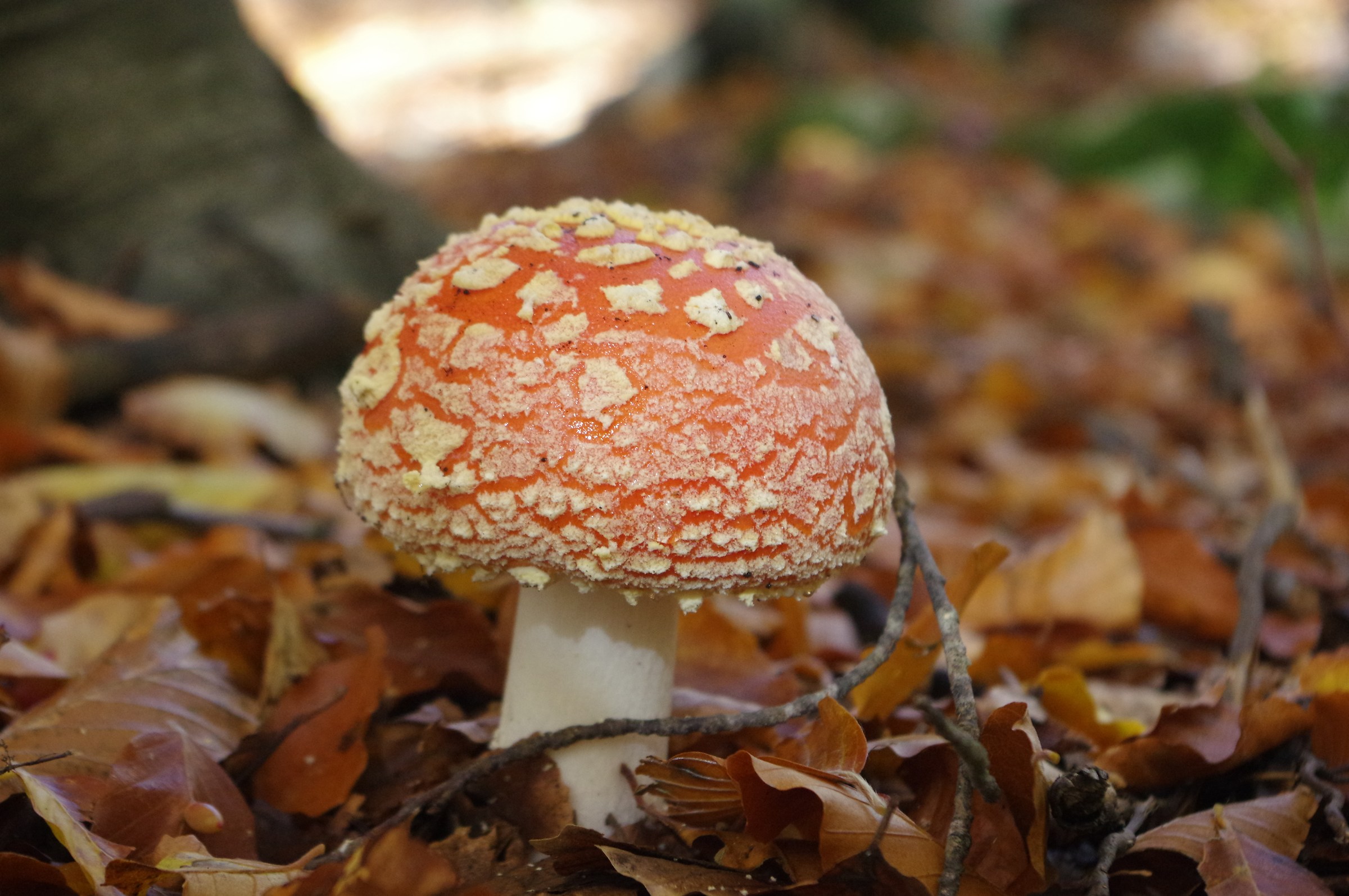 bella...solo da guardare