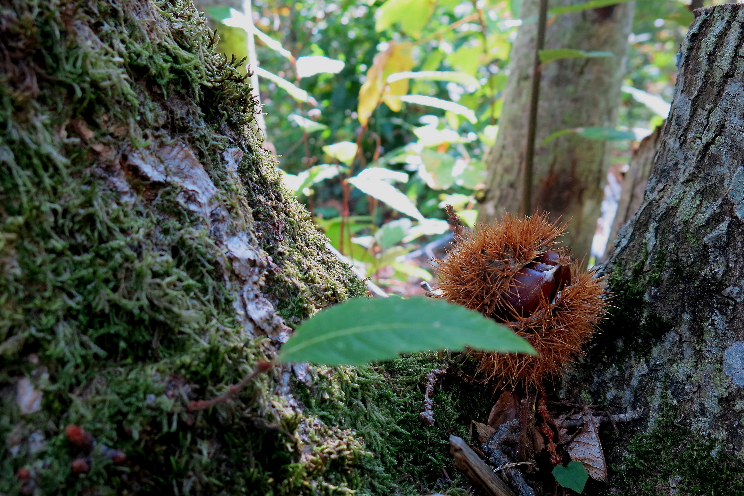 among chestnuts