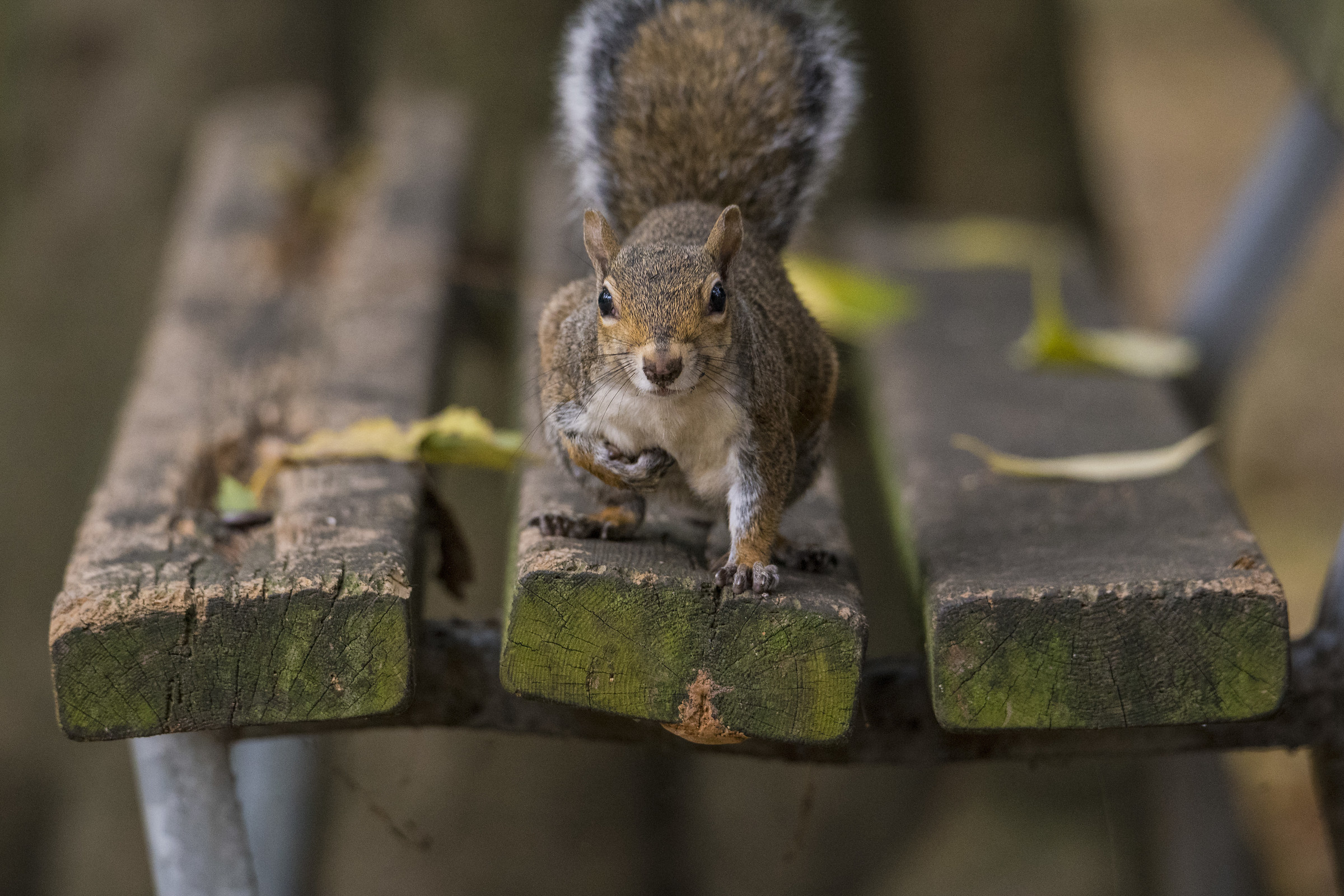 Scoiattolo su panchina ...