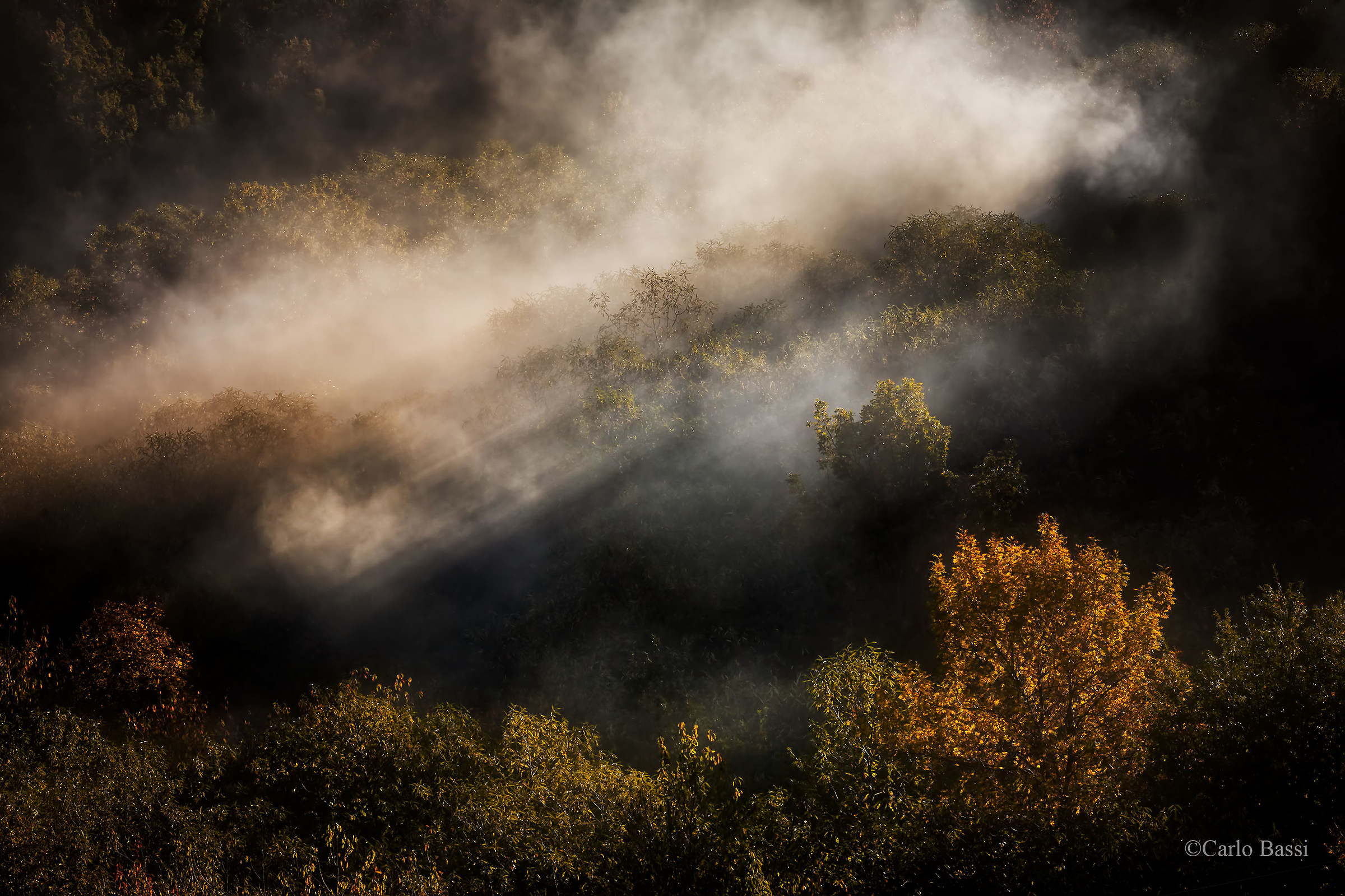 Le foreste casentinesi
