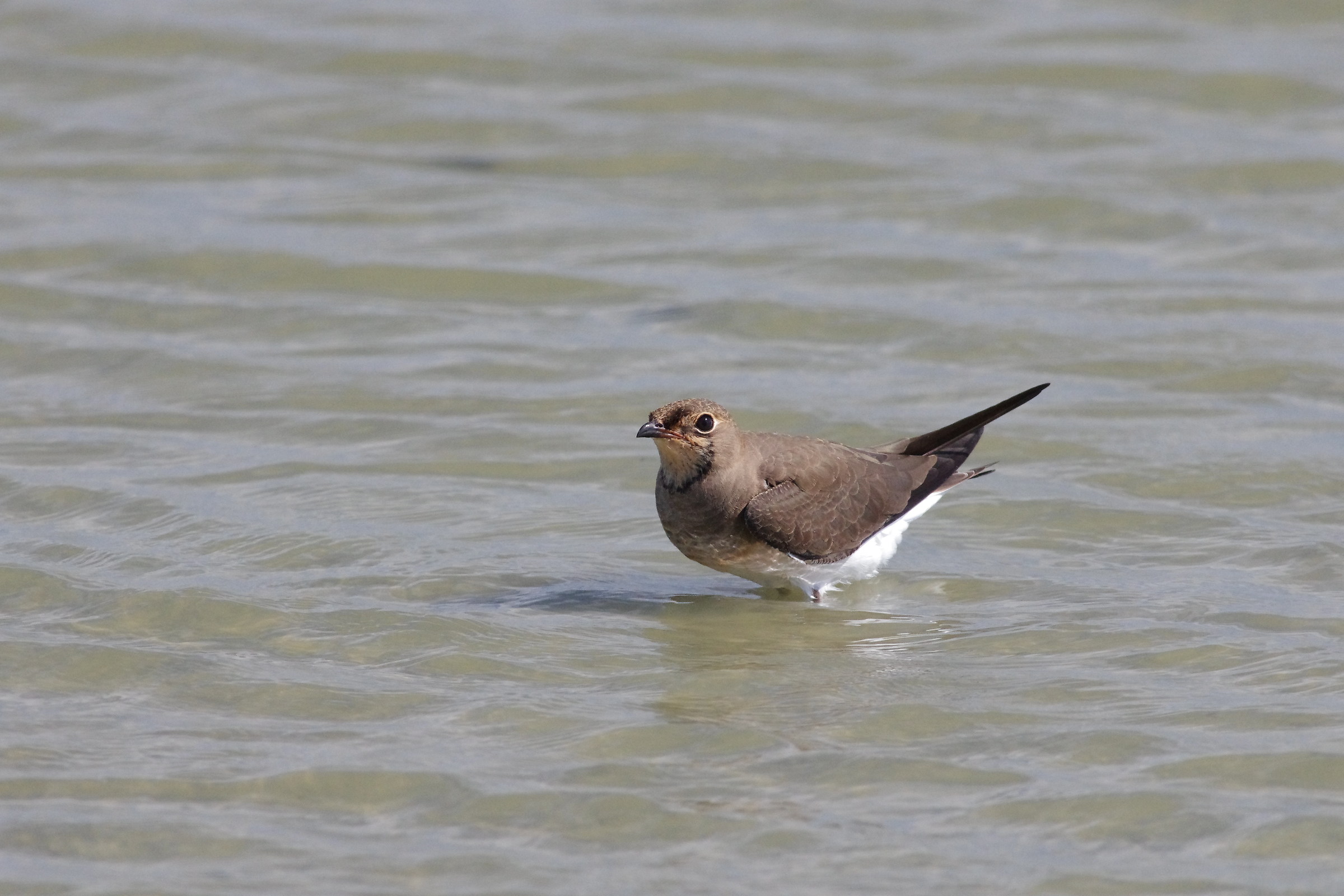 Oriente Pratincole