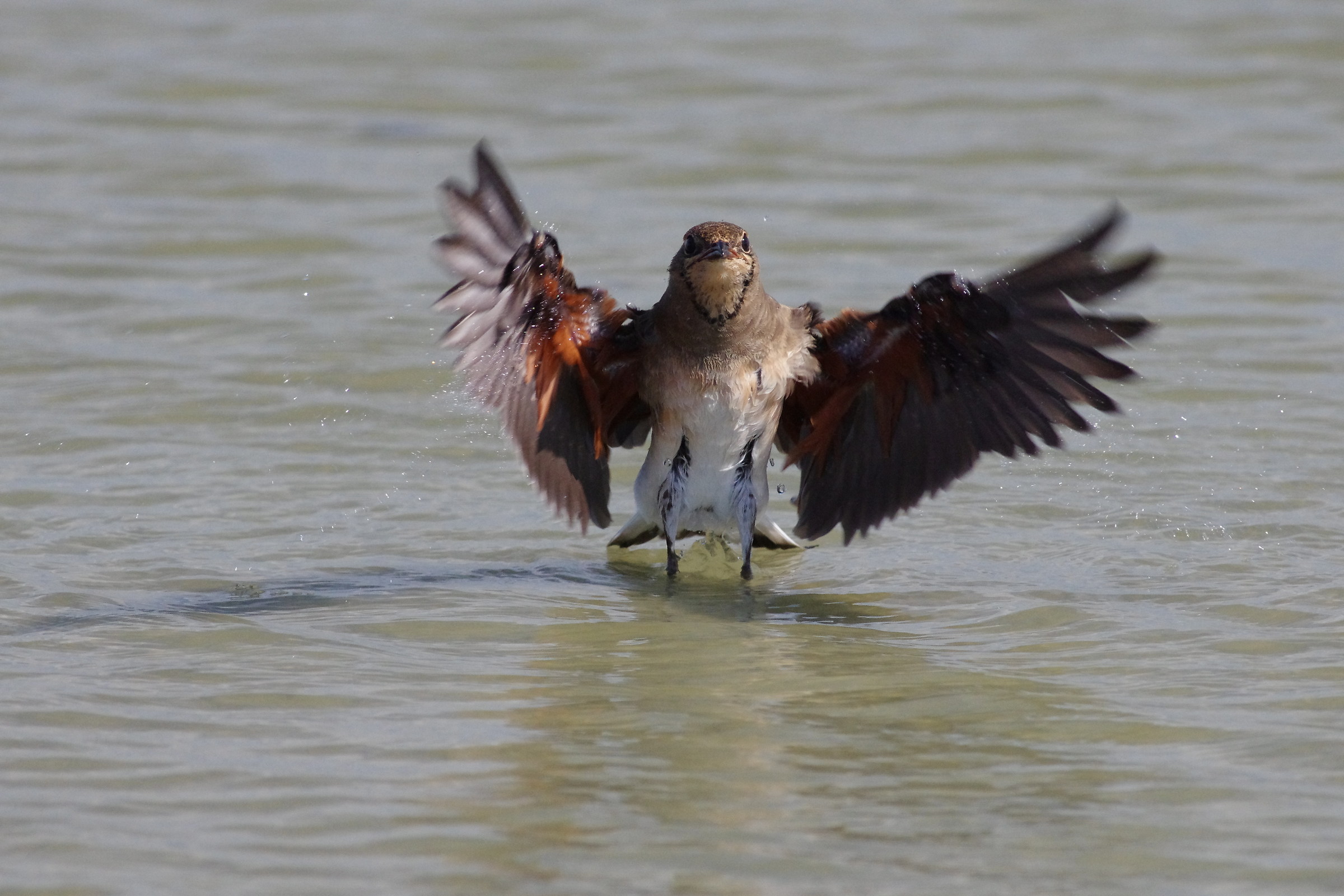 Oriental Pratincole