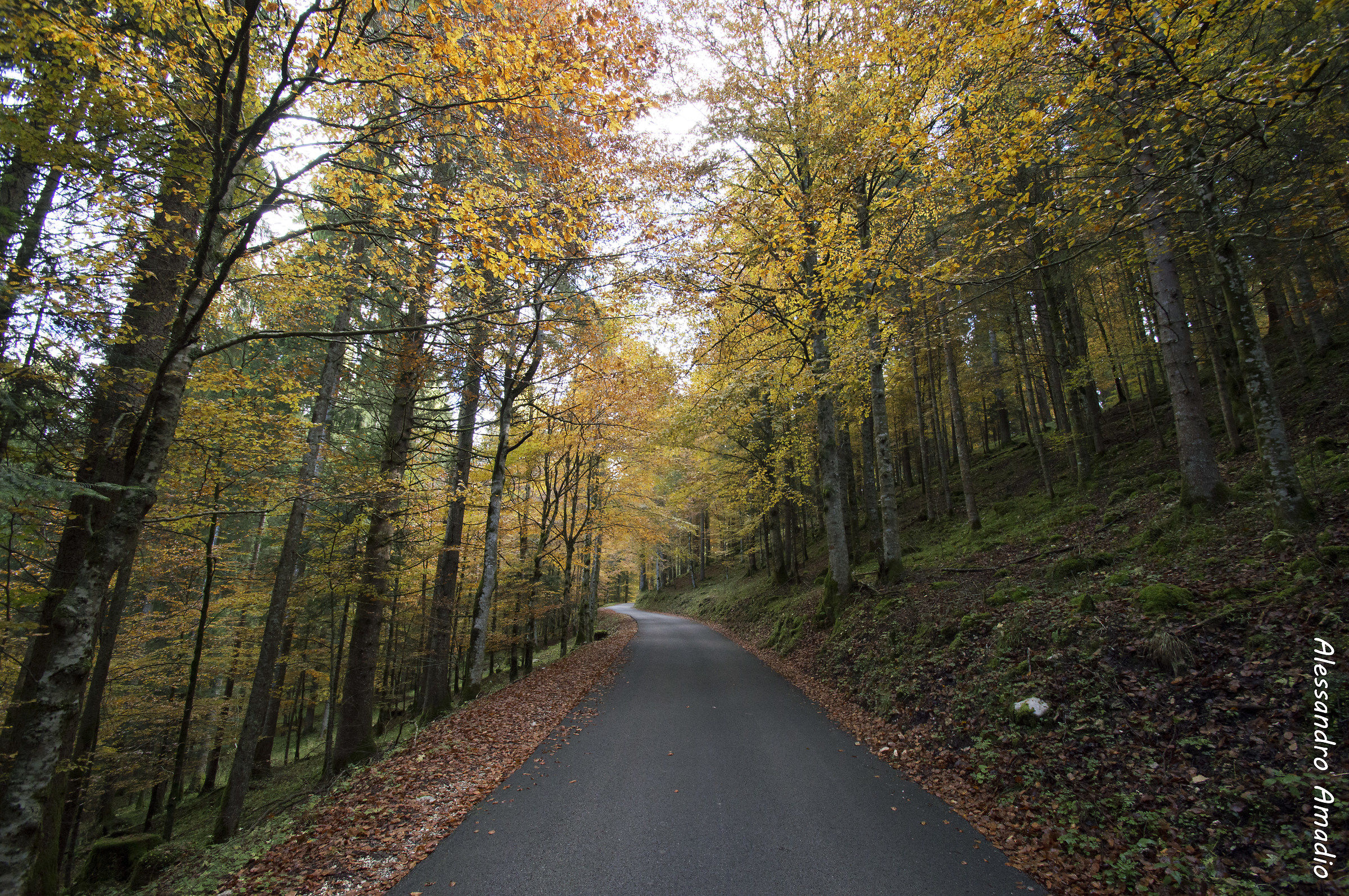 Monte Pizzoc, Cansiglio