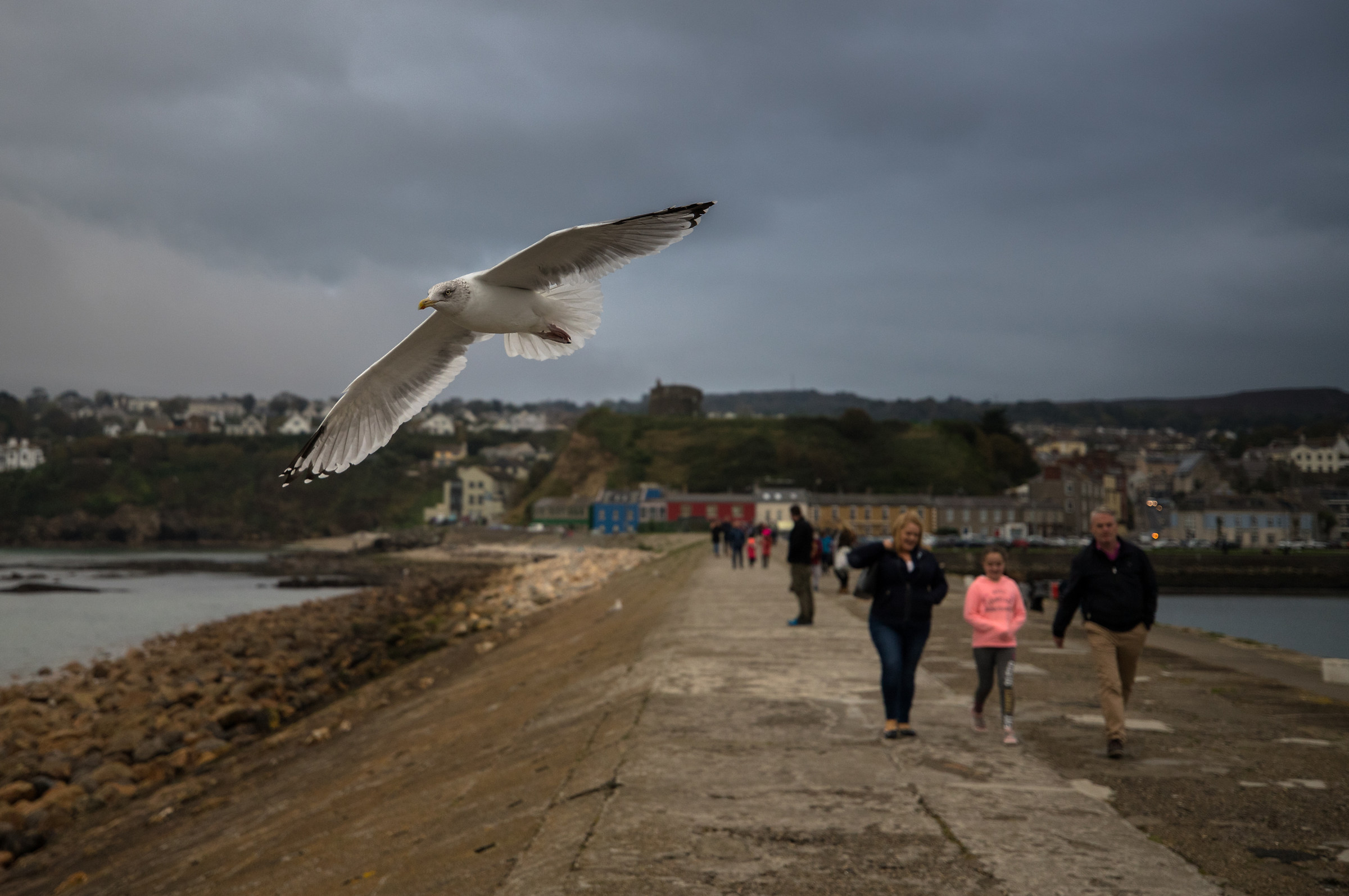 Seagull in Howth