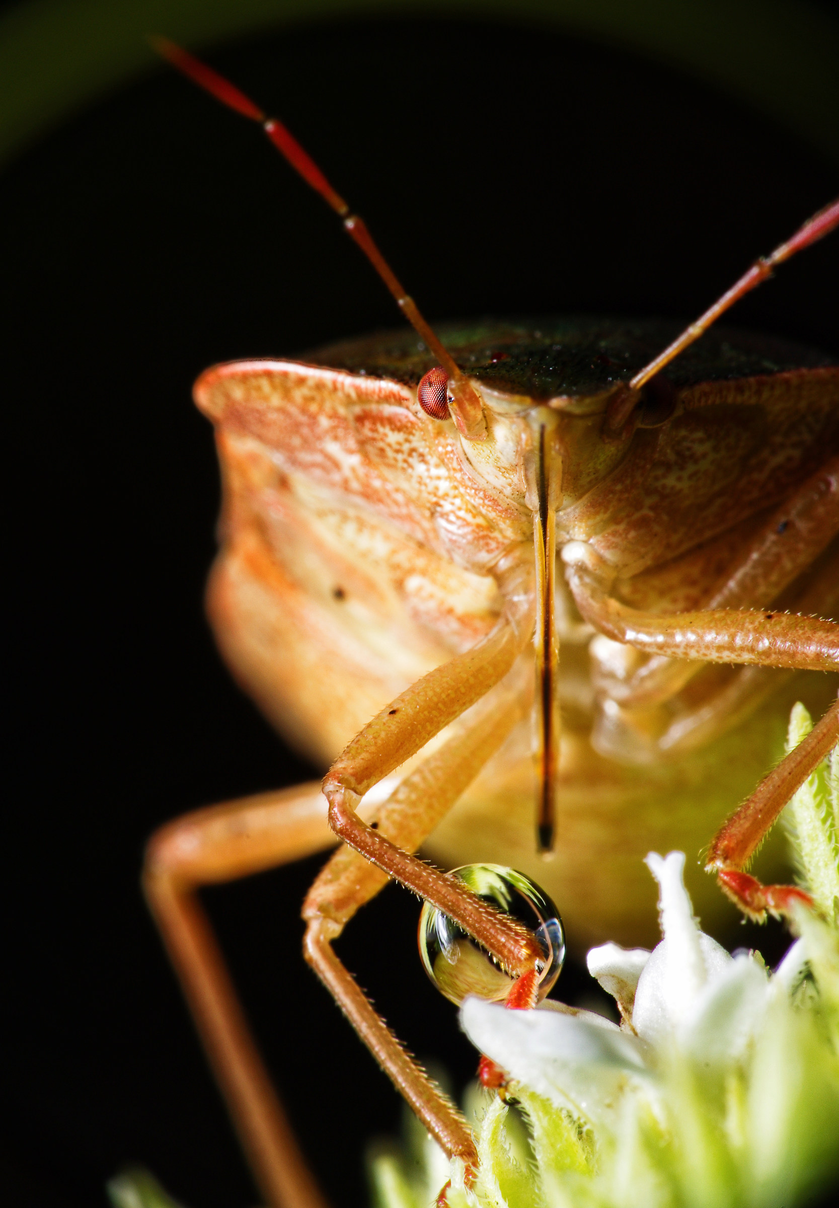 A bunny is getting ready to feed