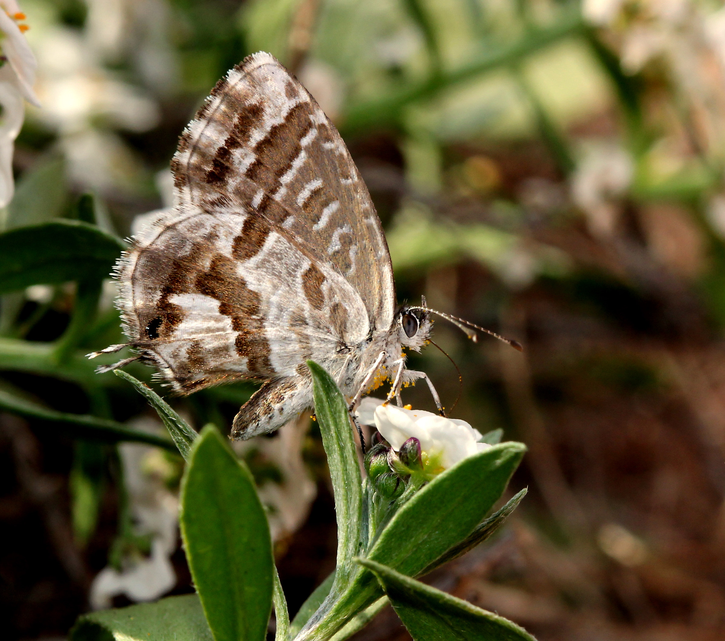 Faragain of the Gerani away on white flowers.