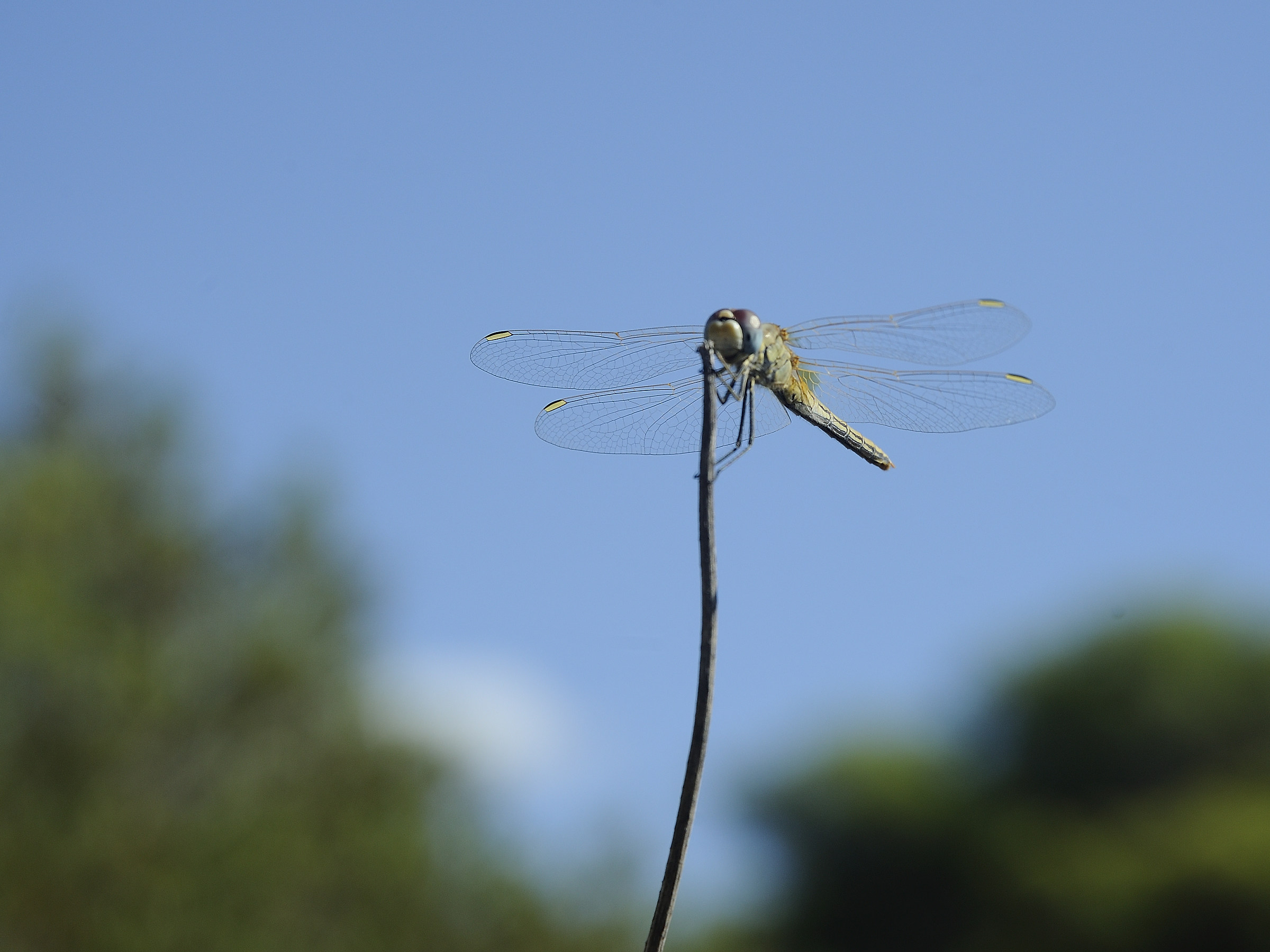 Sympetrum vulgatum